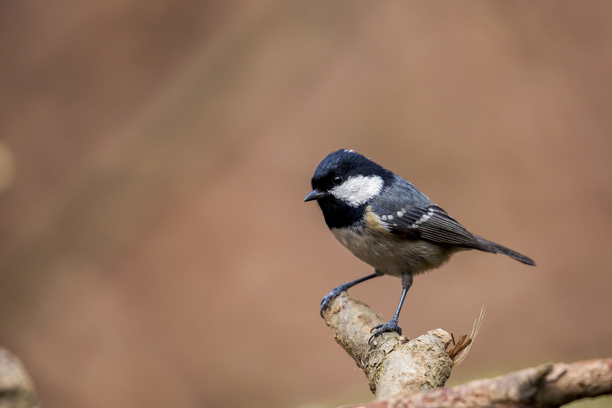 Coal Tit
