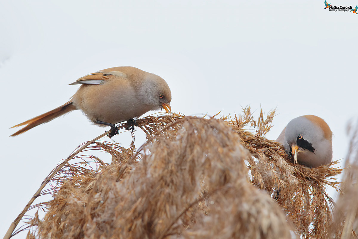 Coppia di Basettini...