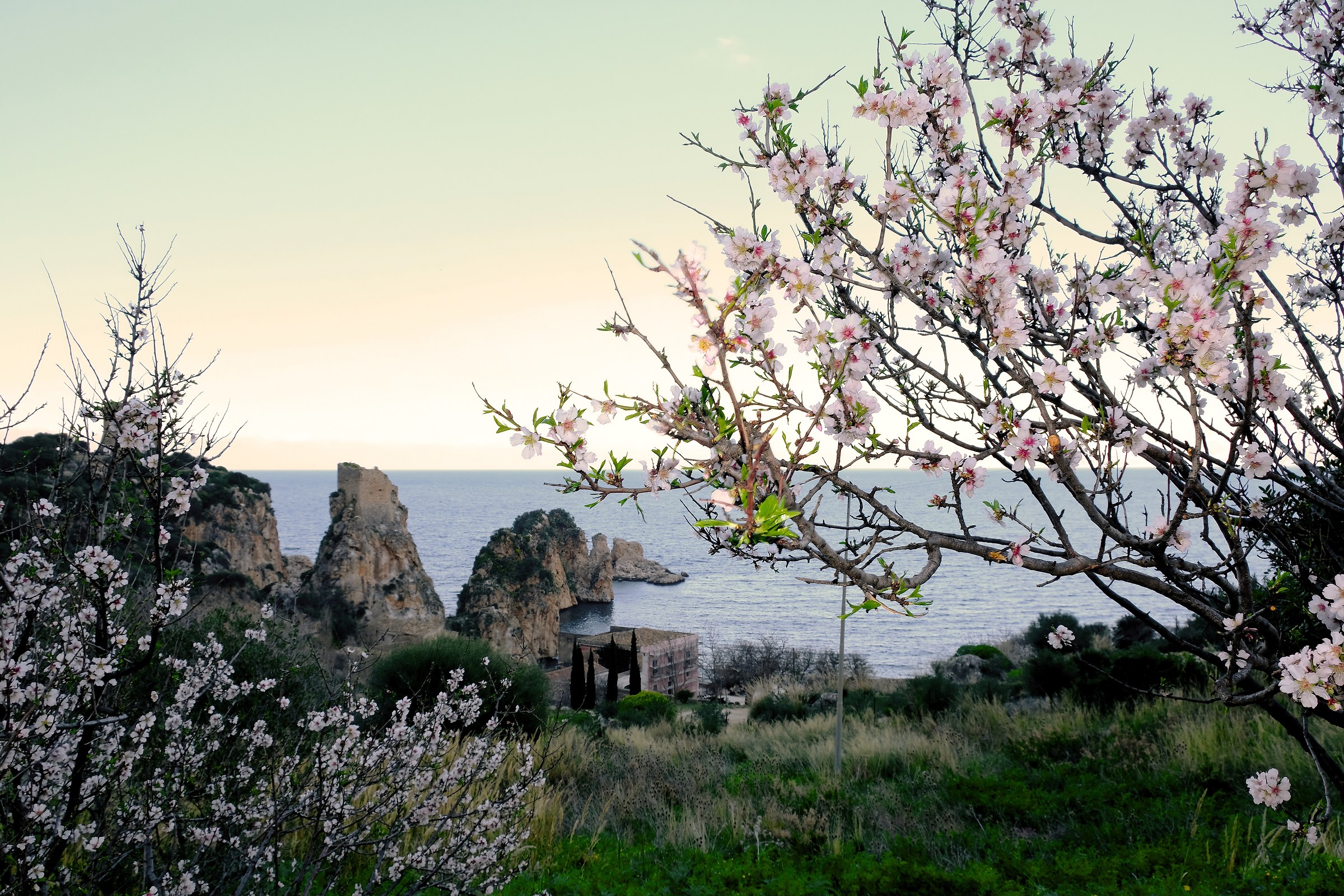 the almond tree and the trap