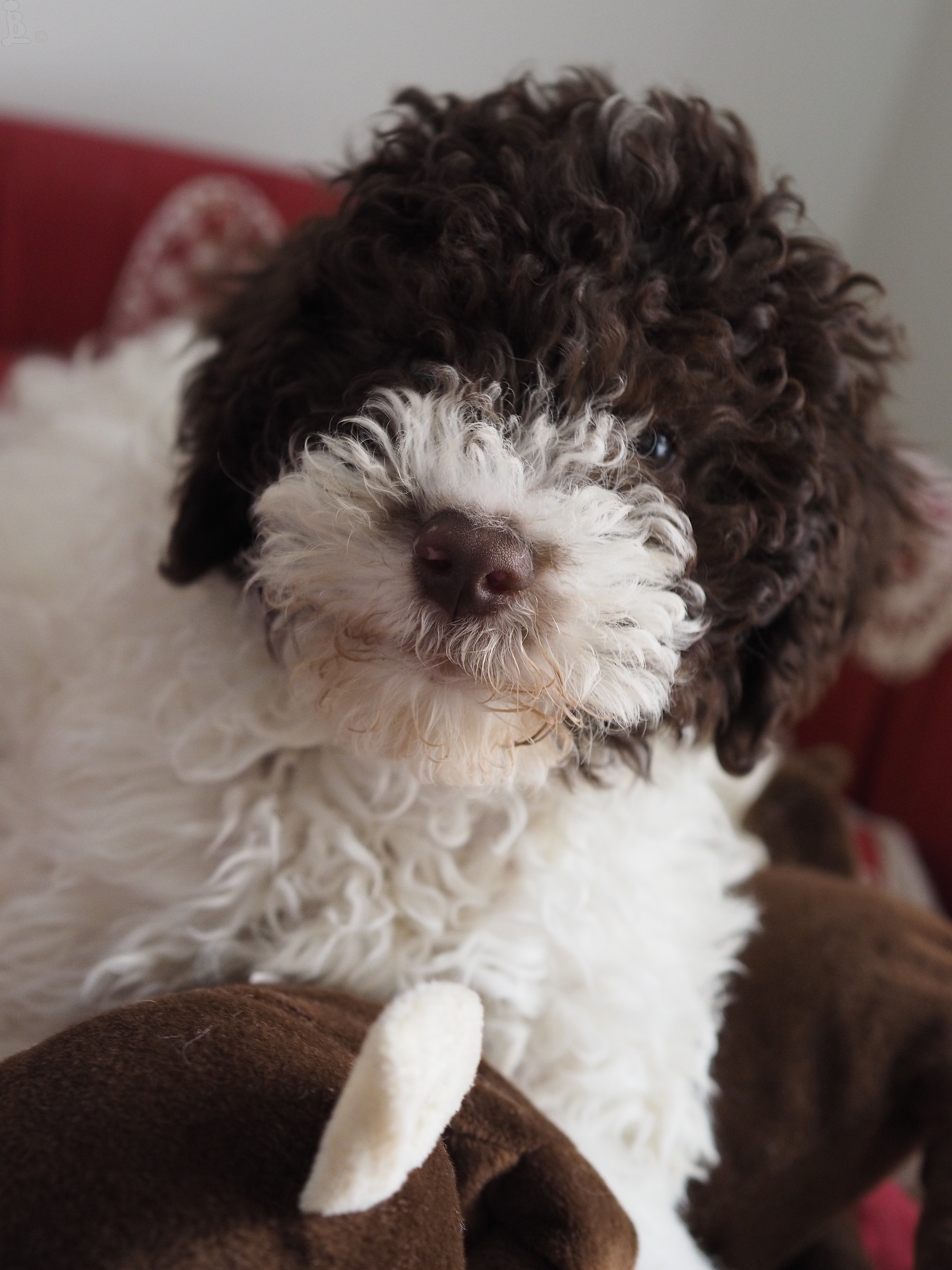 Pitt a due mesi e mezzo 1