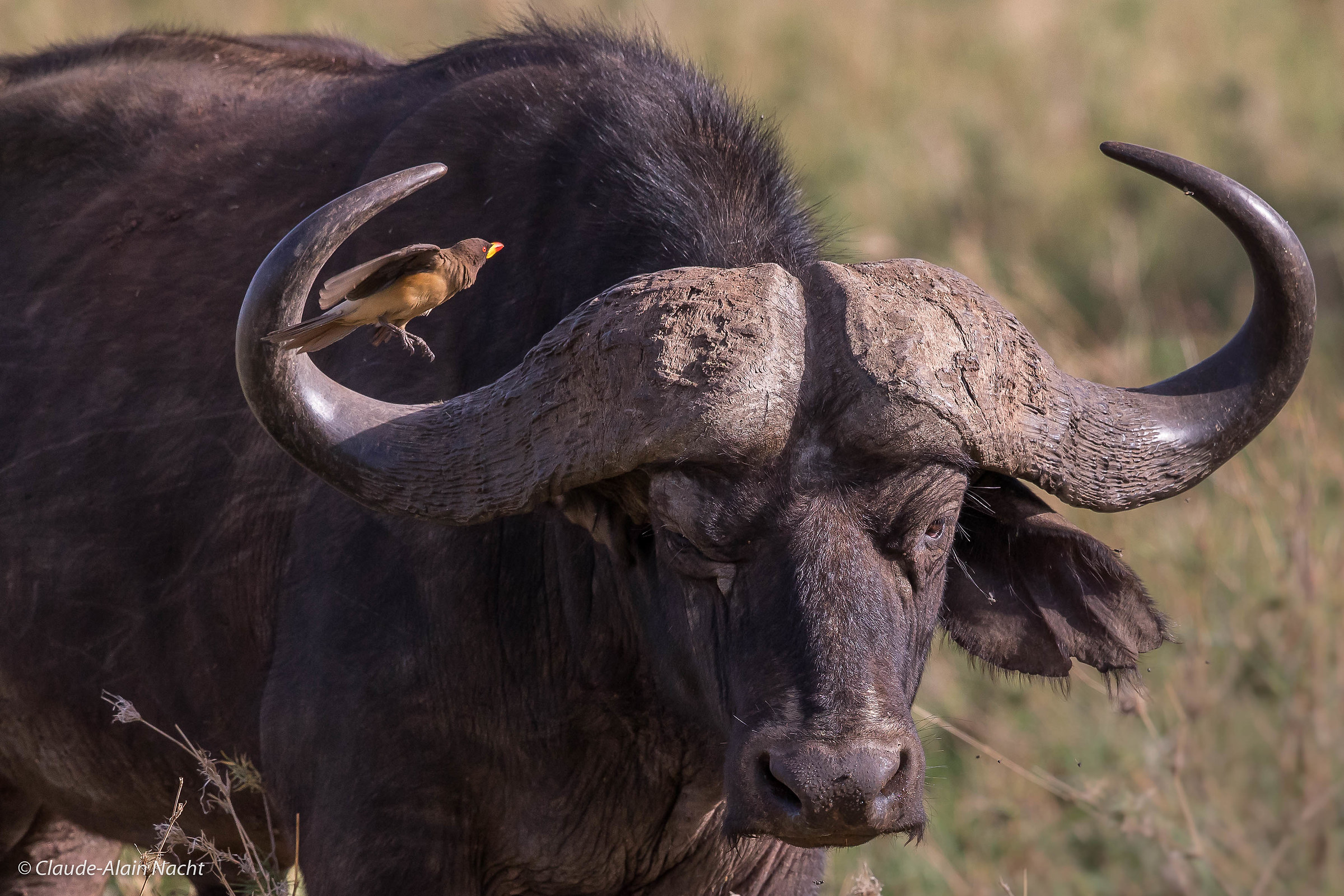 Flying over a buffalo