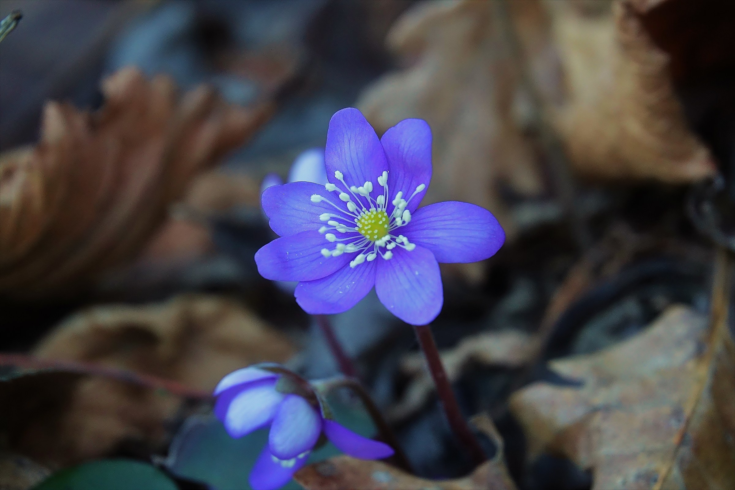 Hepatica nobilis -