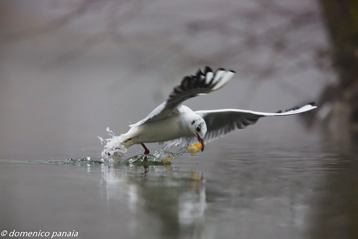 il gabbiano e il panino