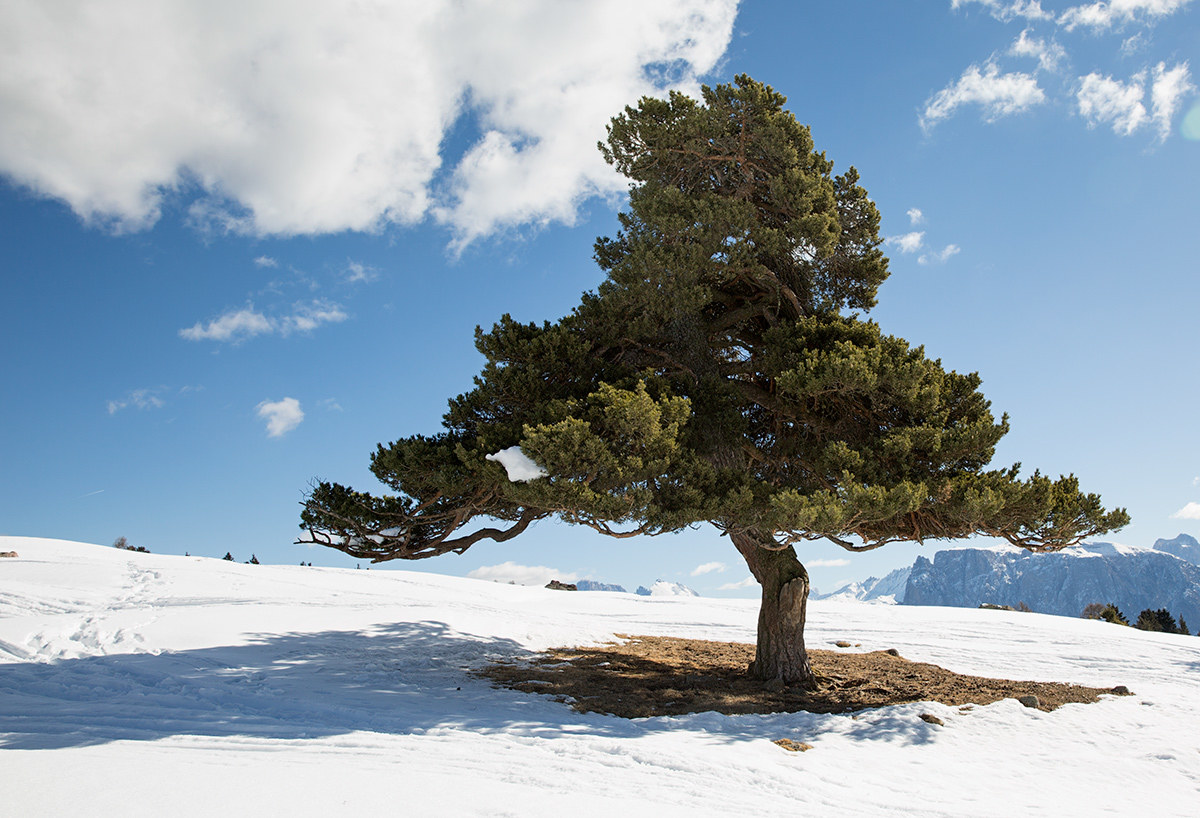lone pine