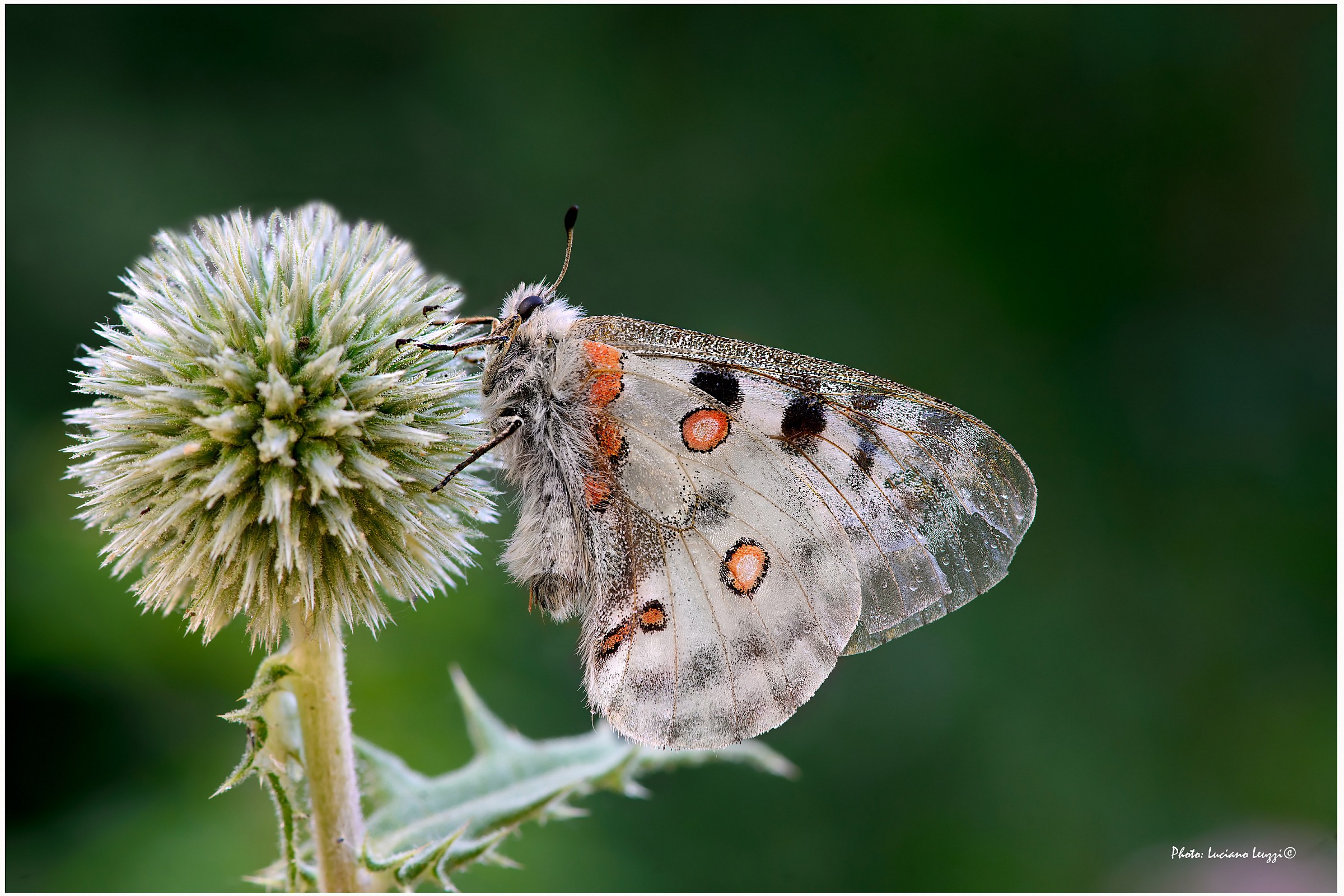 Parnassius apollo
