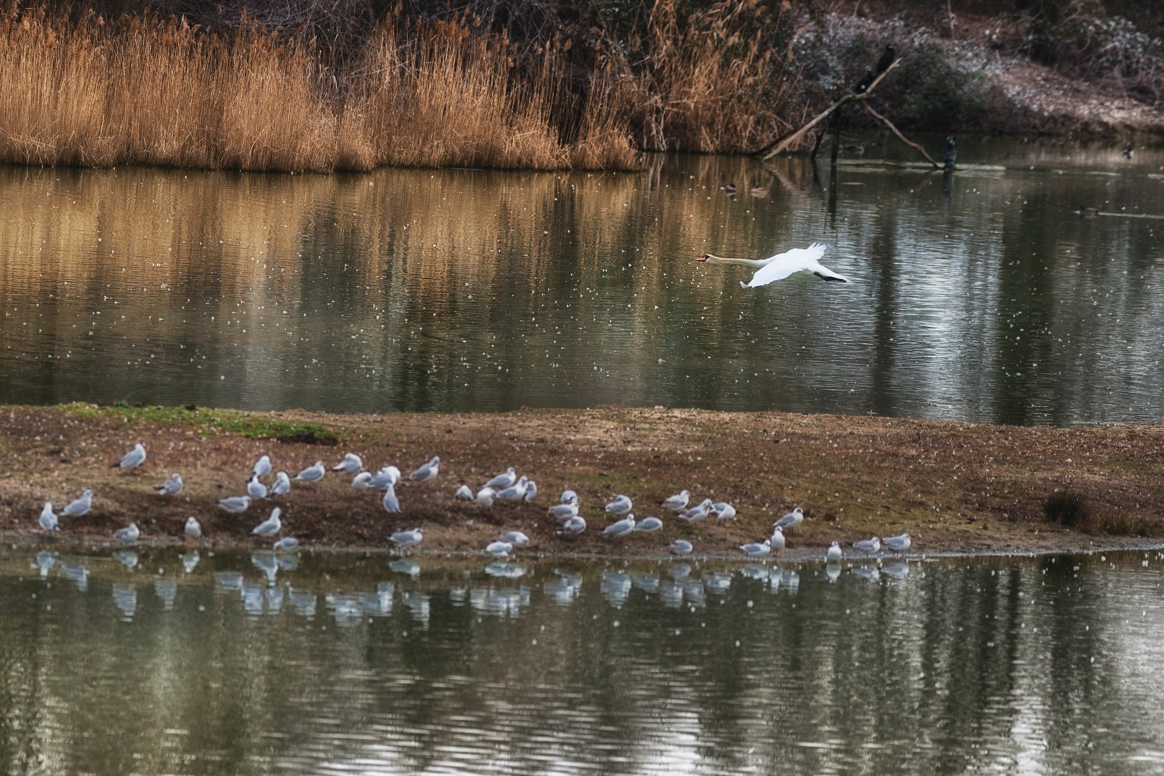 Ricognizione"a volo di cigno"