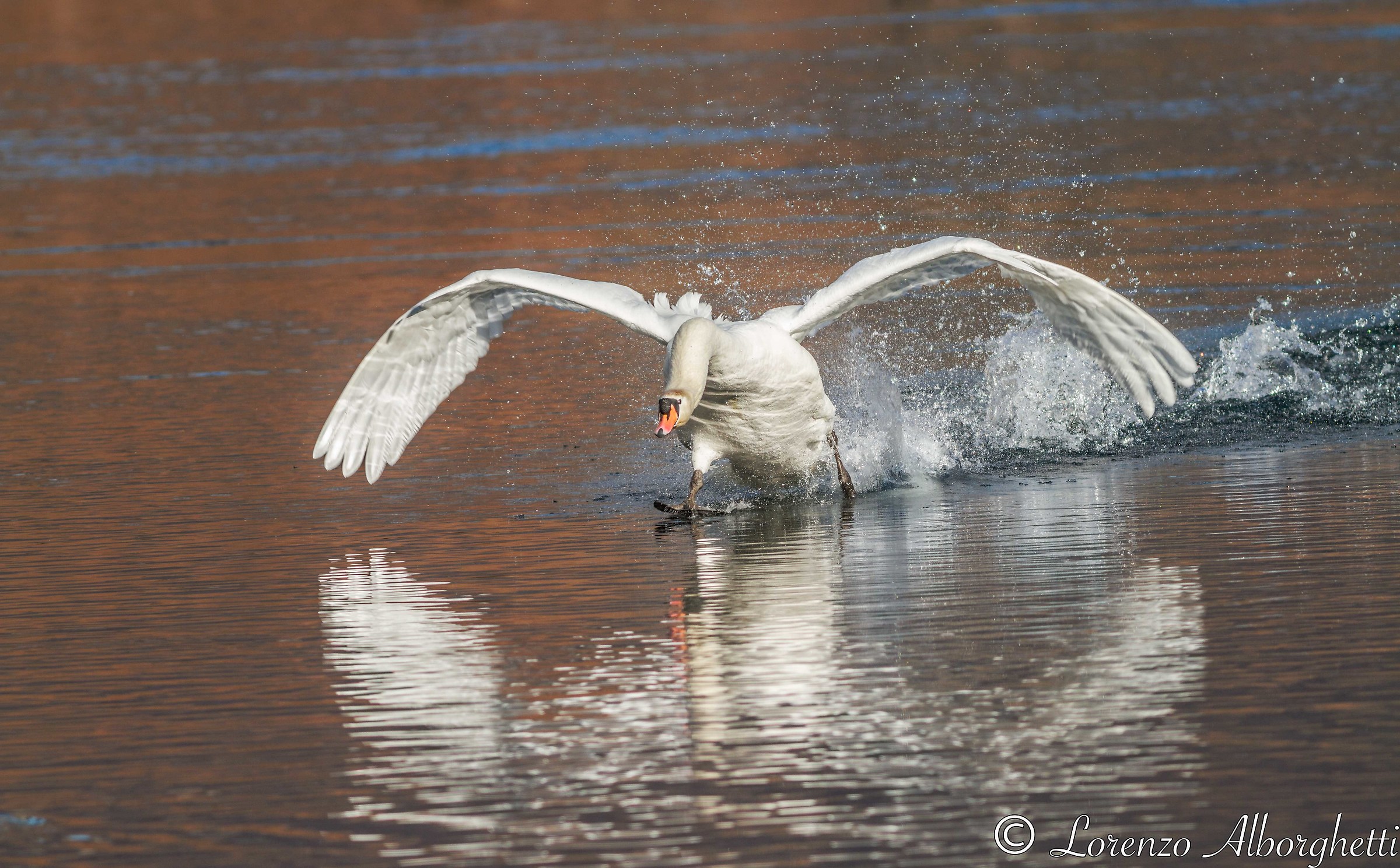 Cigno in atterraggio