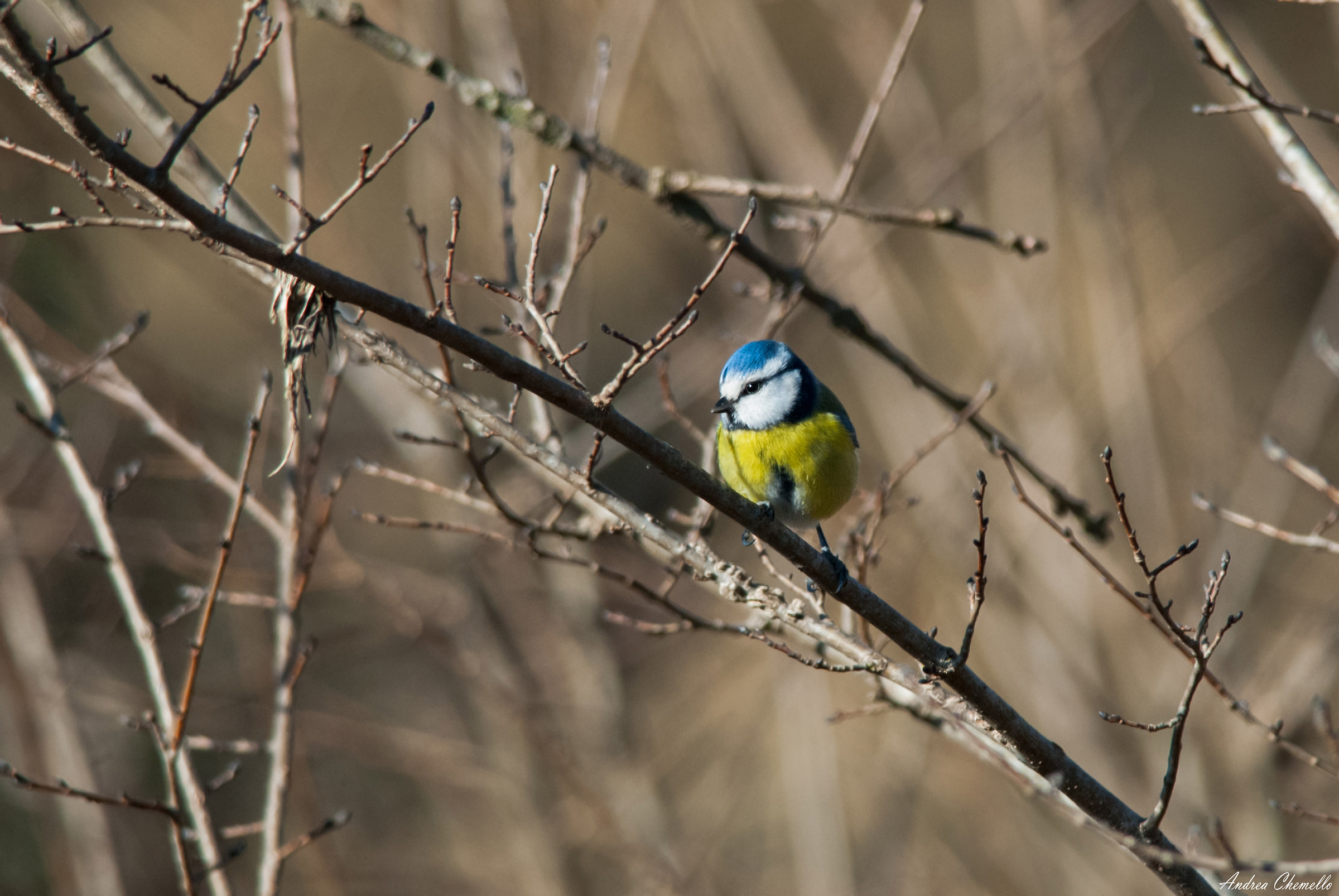 Blue Tit (Parus caeruleus)