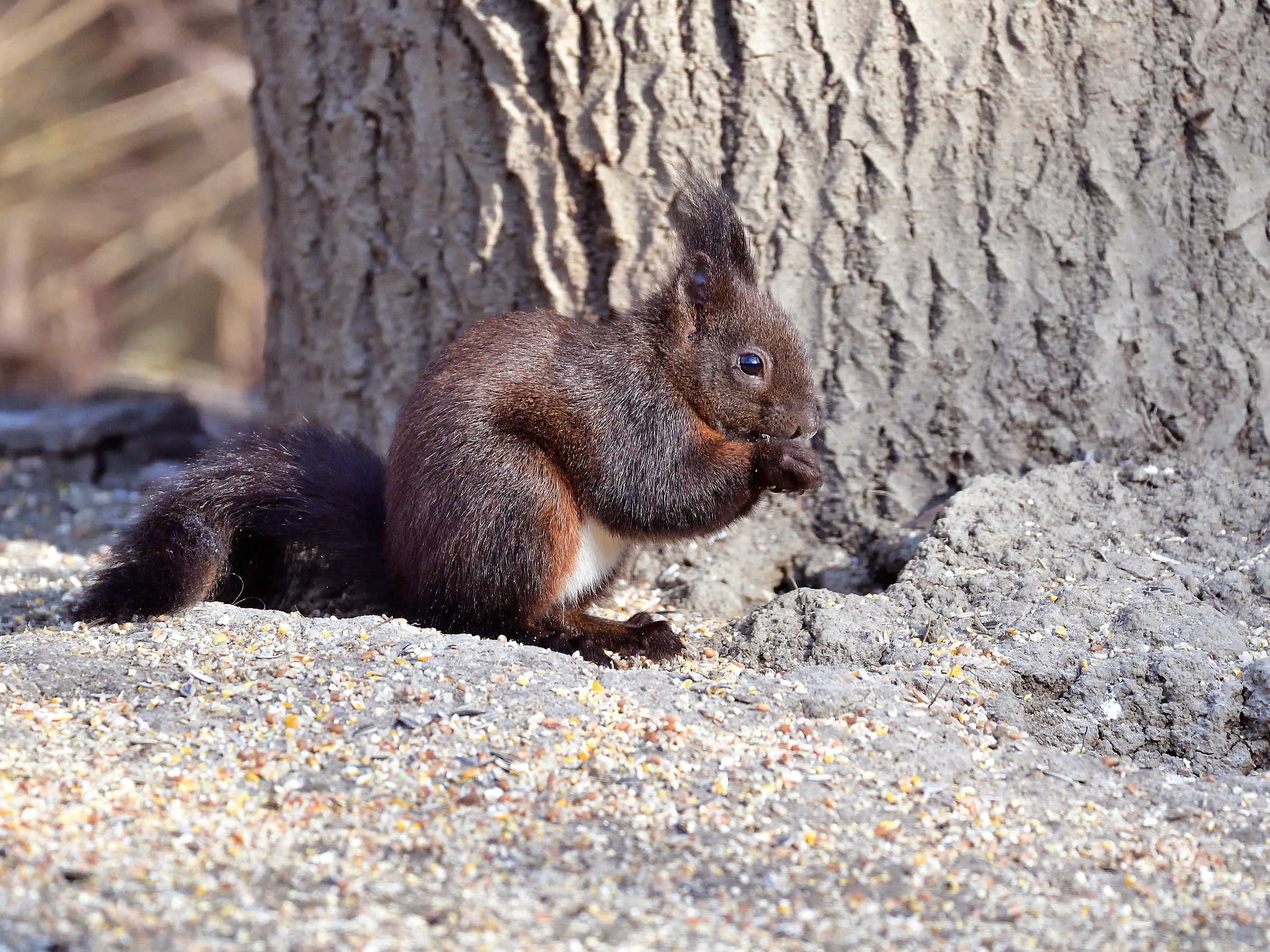 plain squirrel