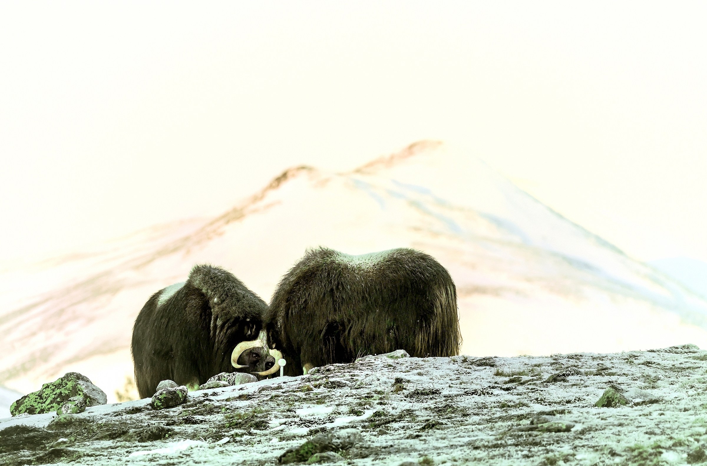 Dovrefjell 2017 - Musk ox