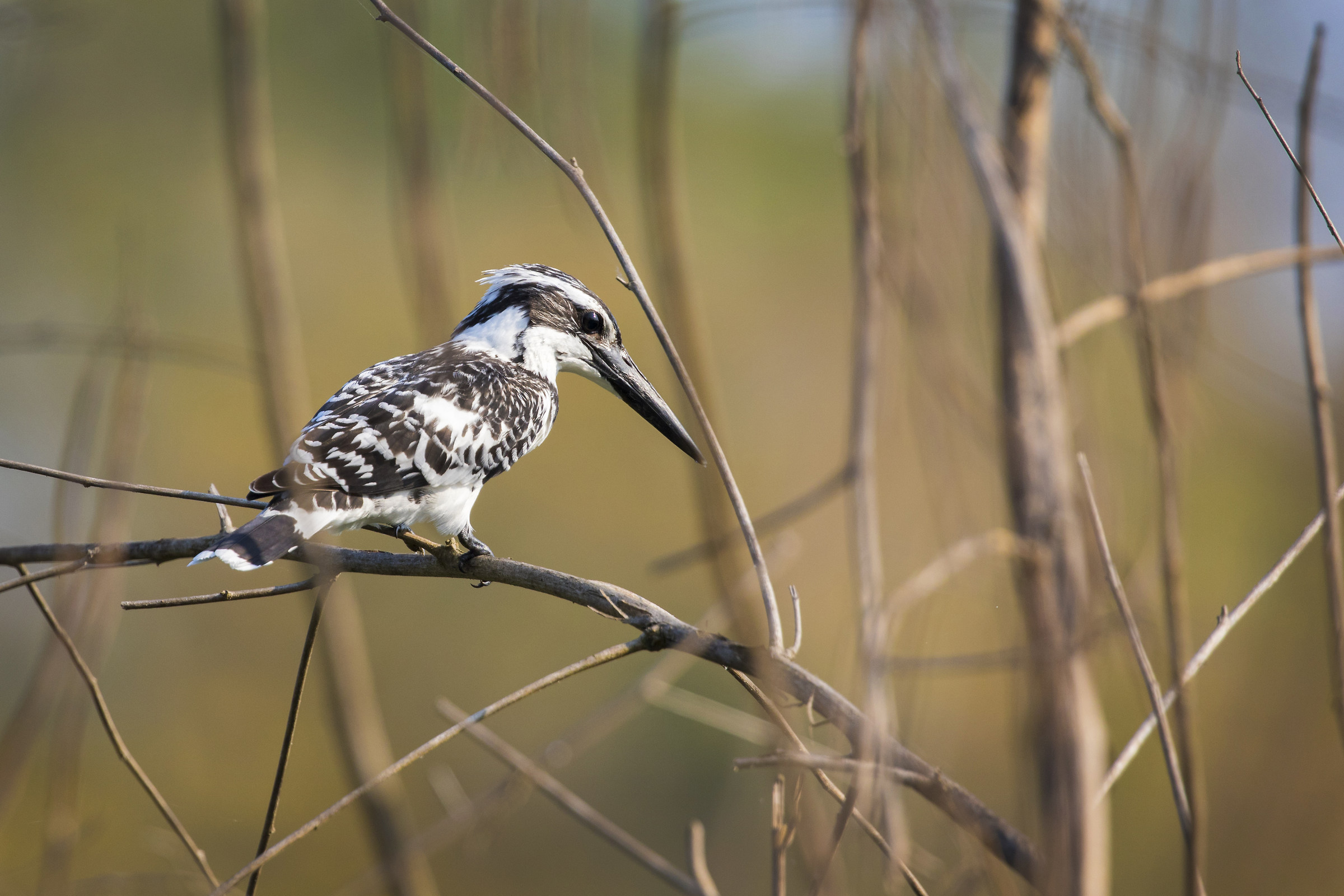 Pied Kingfisher (Ceryle rudis)
