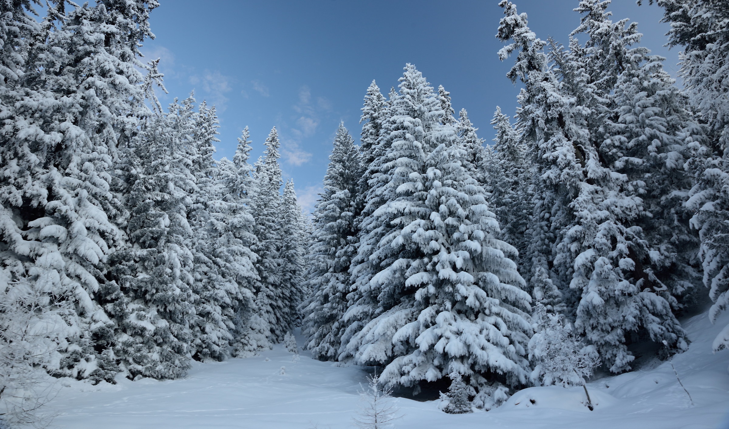 tall and beautiful fir trees present