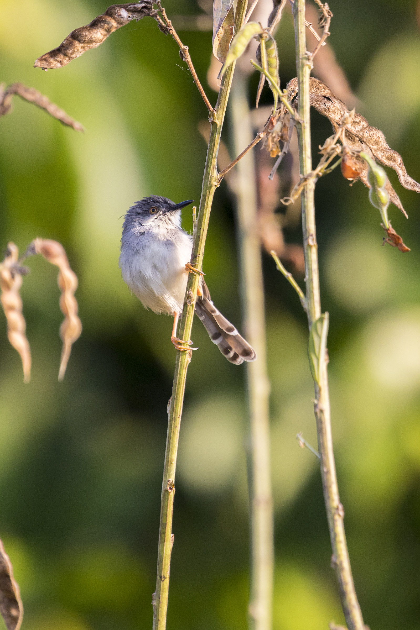 (Prinia polychroa)