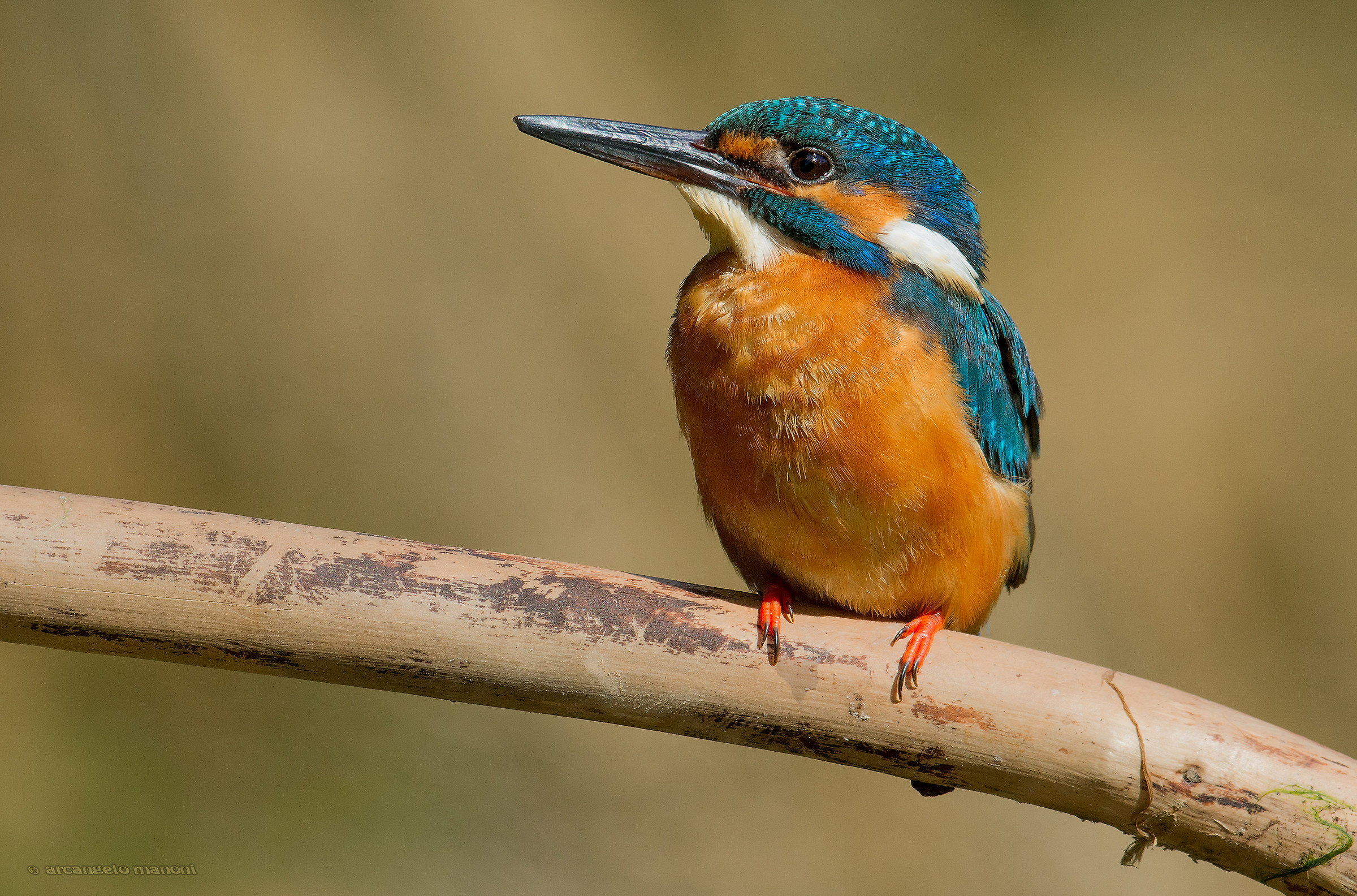 Kingfisher