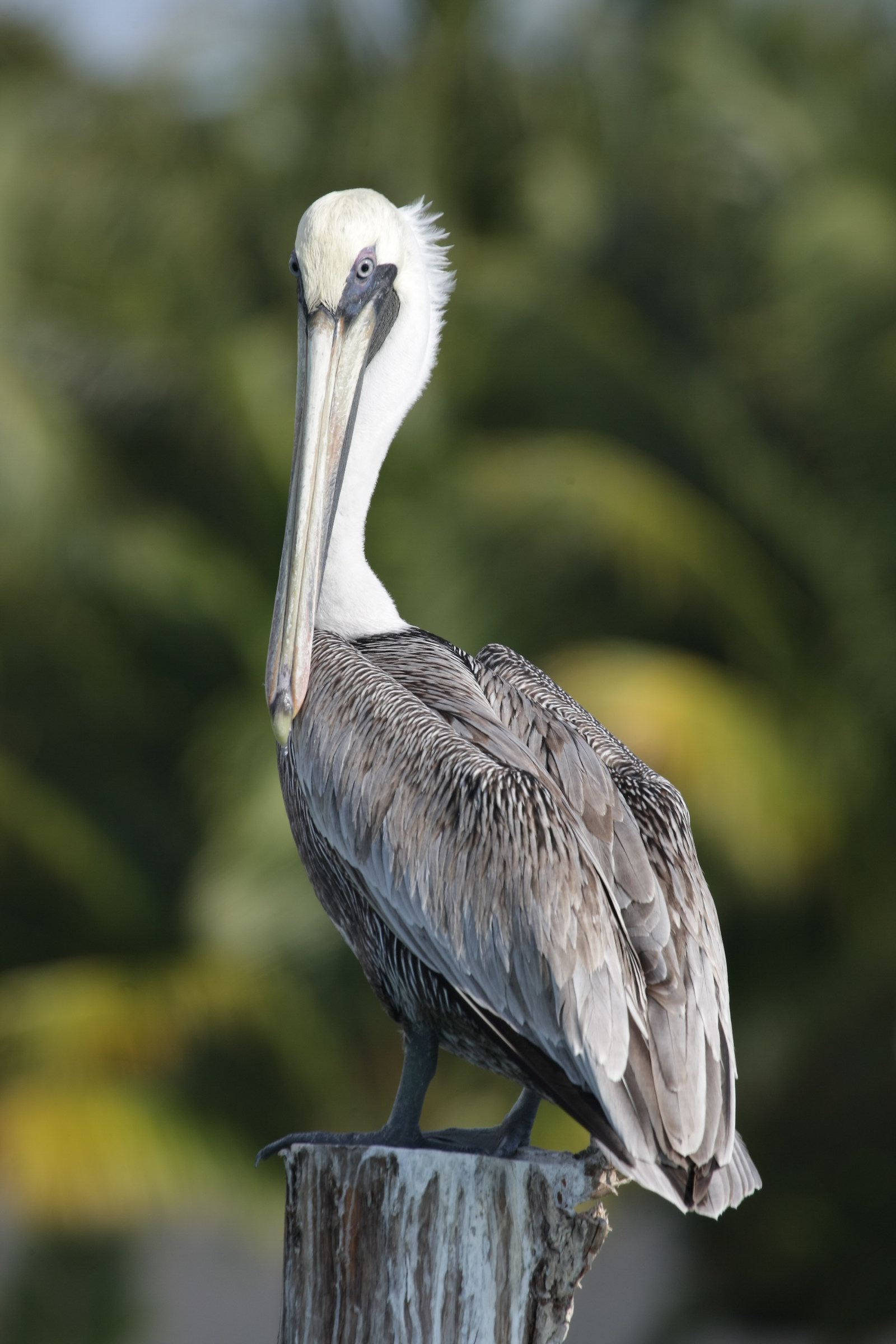 Pelican