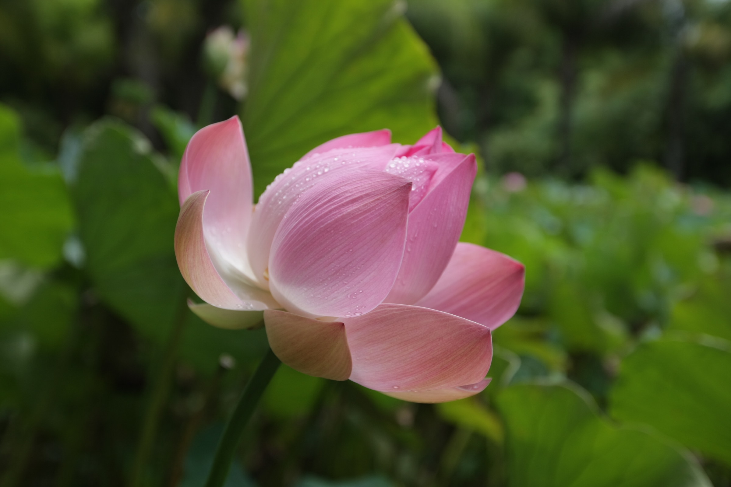 Pamplemousse Mauritius