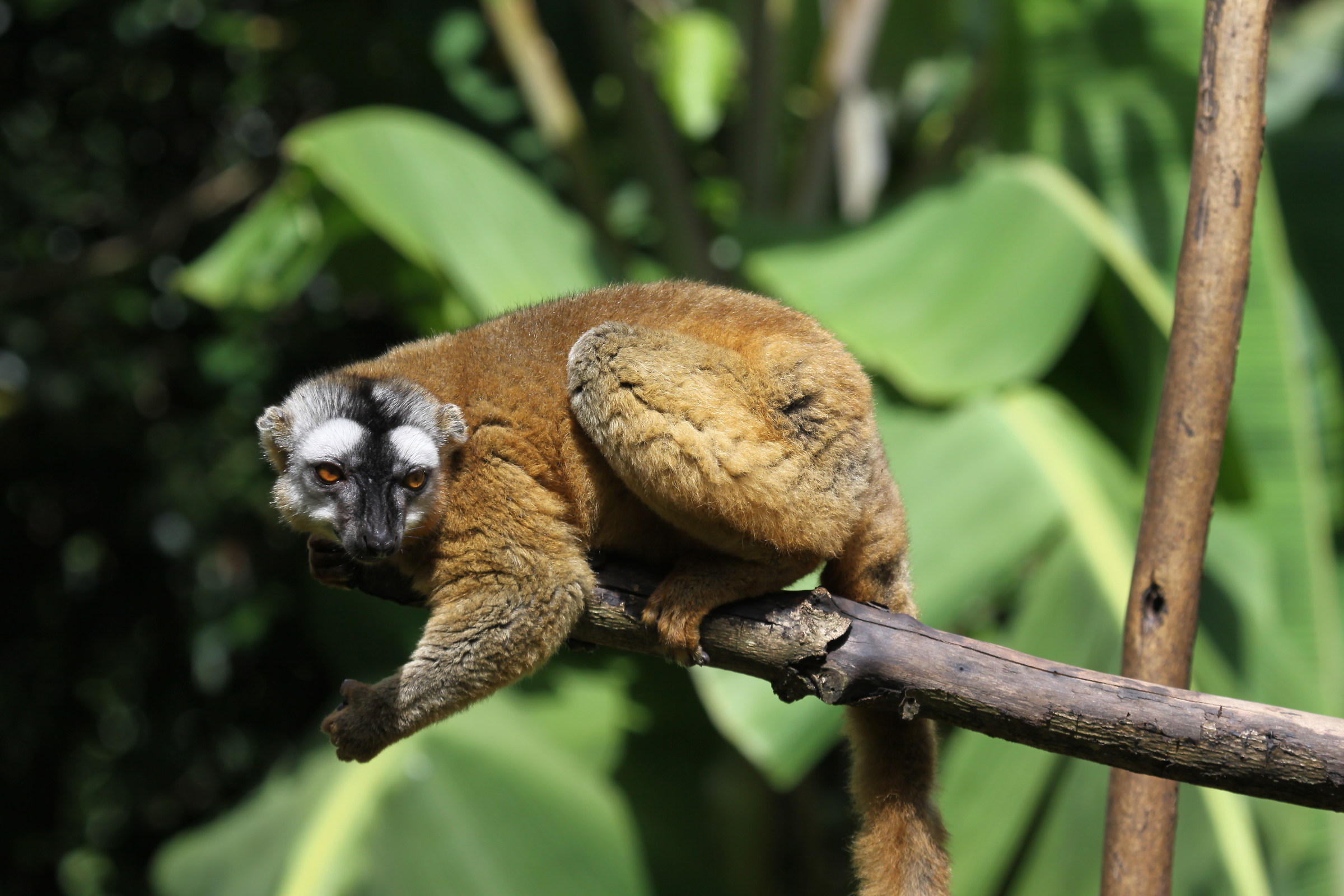 Madagascar Lemur