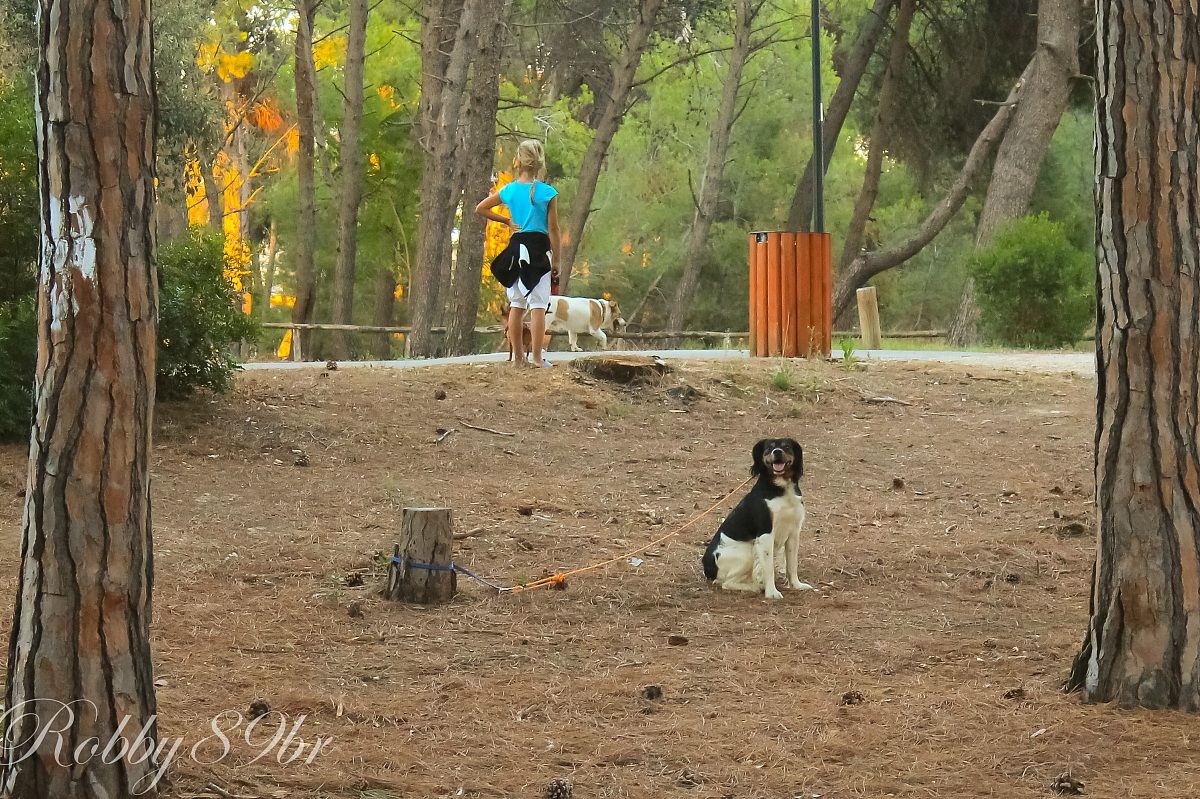 Aspettando il padrone...