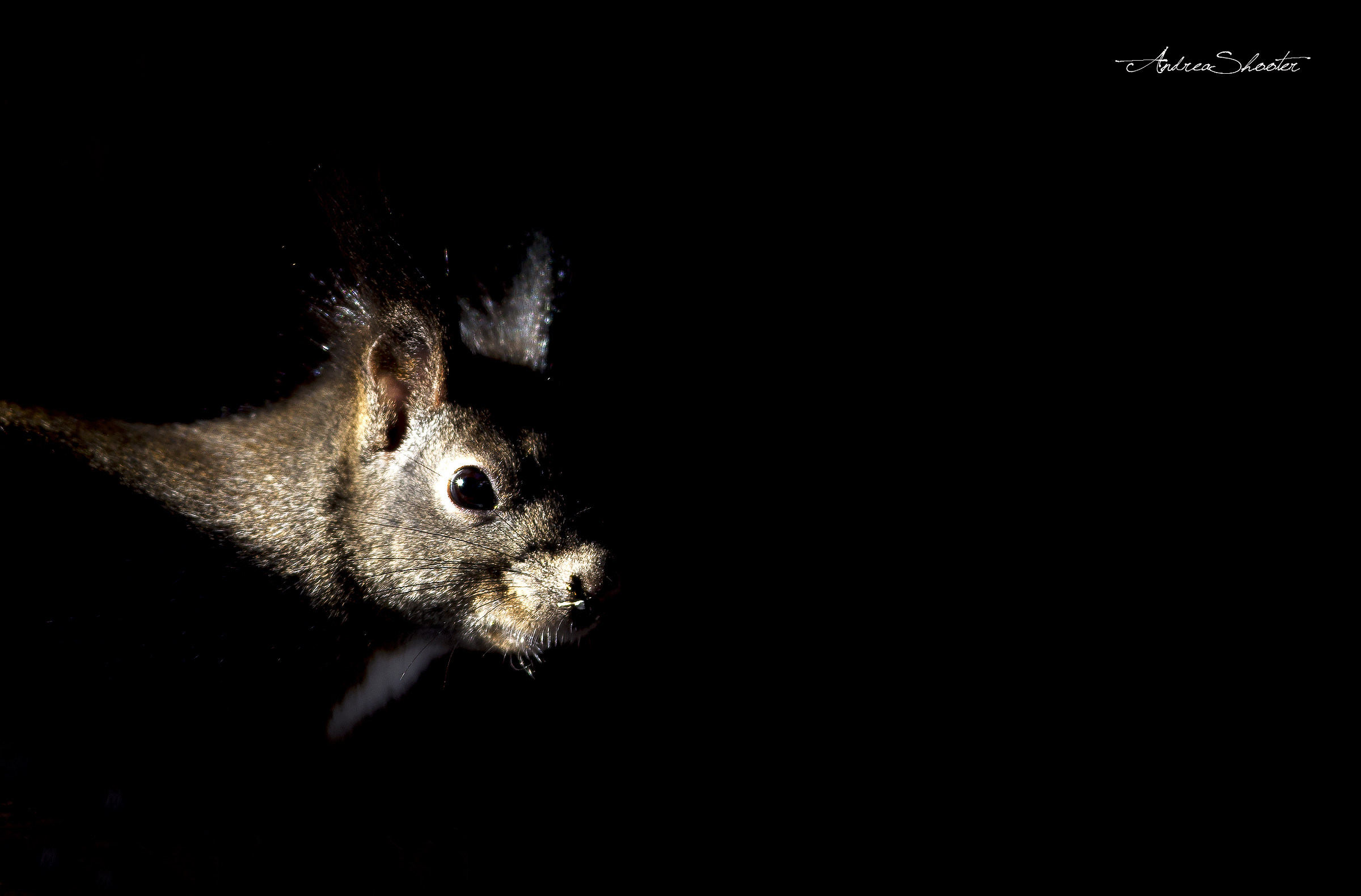 Squirrel, a glimmer of light.