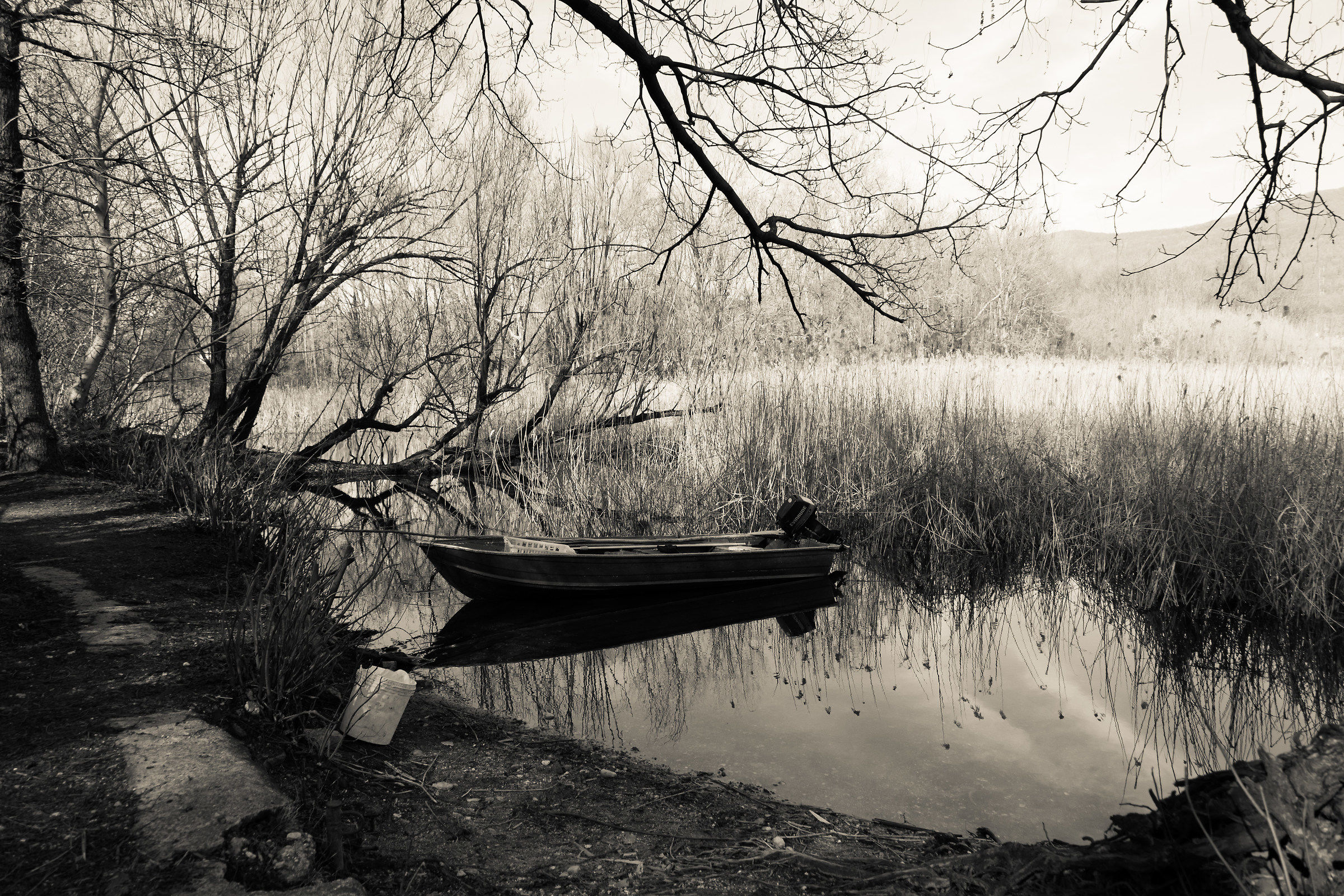 The reconquest of the reeds