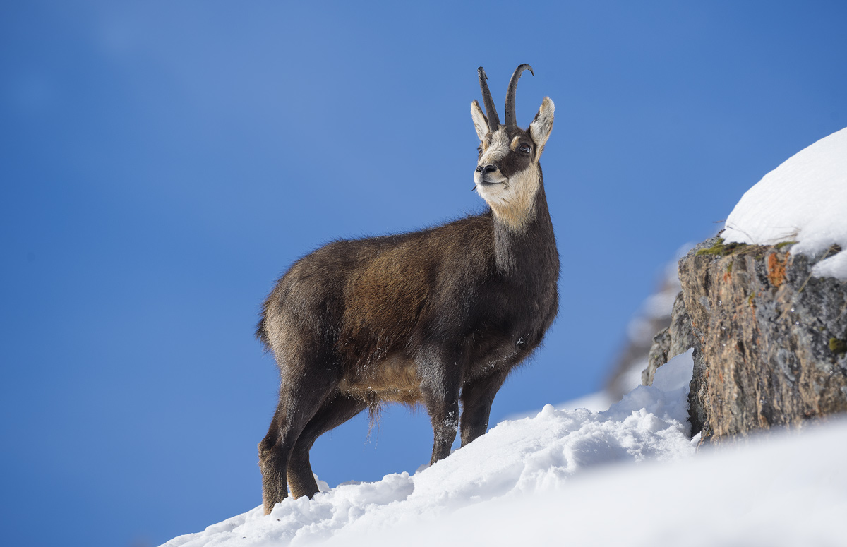 Chamois