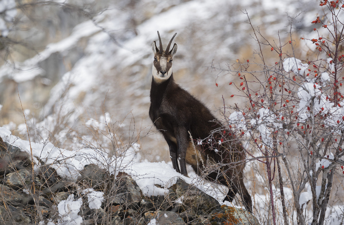 Chamois