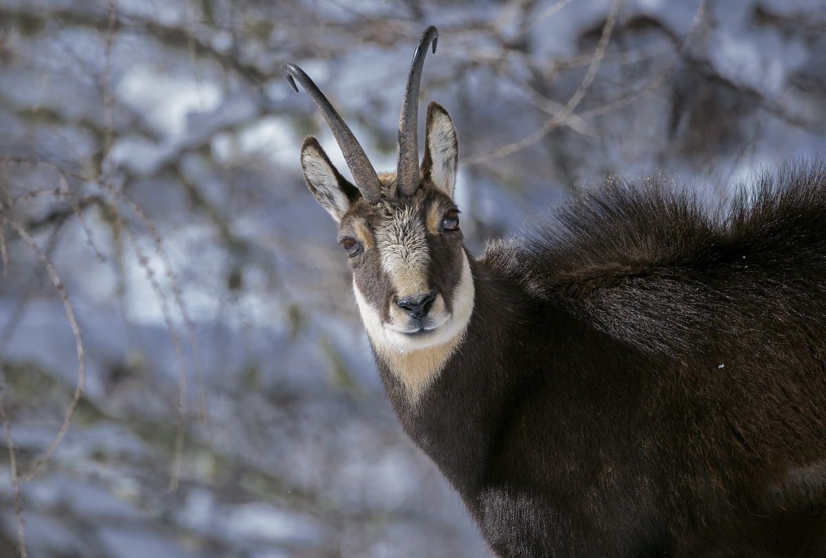 Chamois