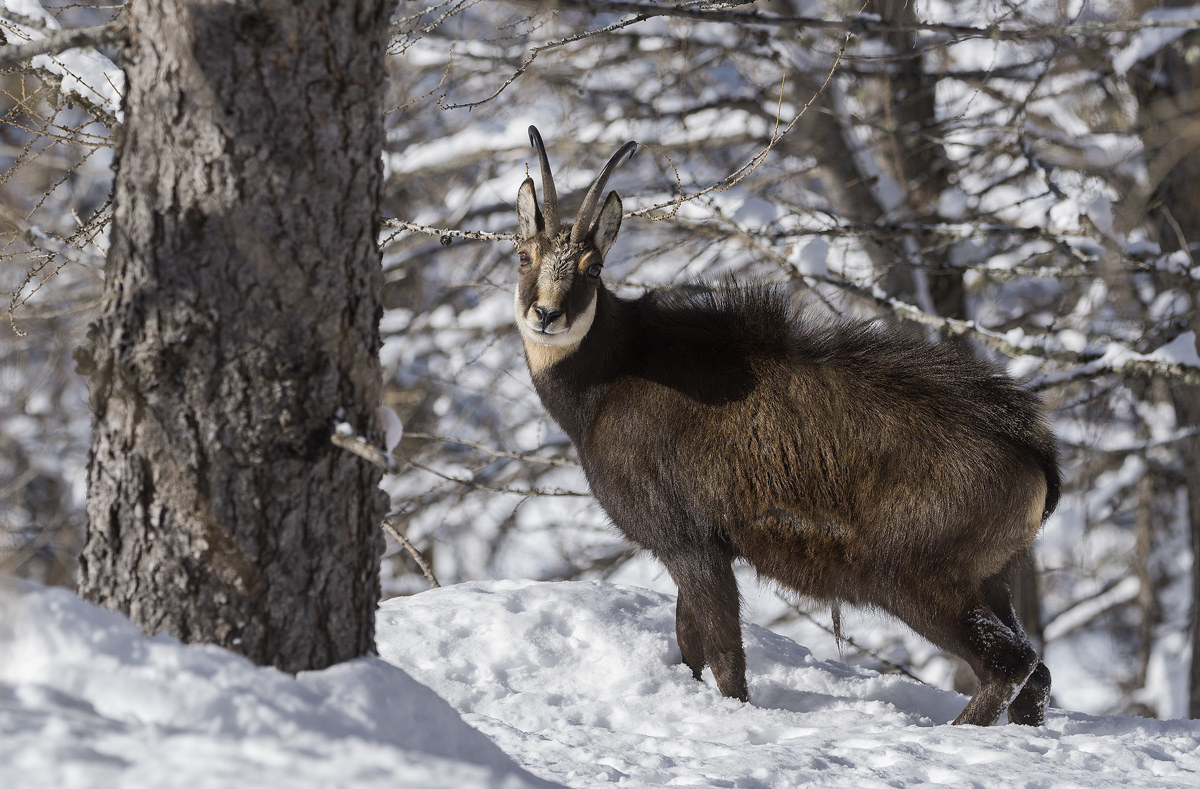 Chamois