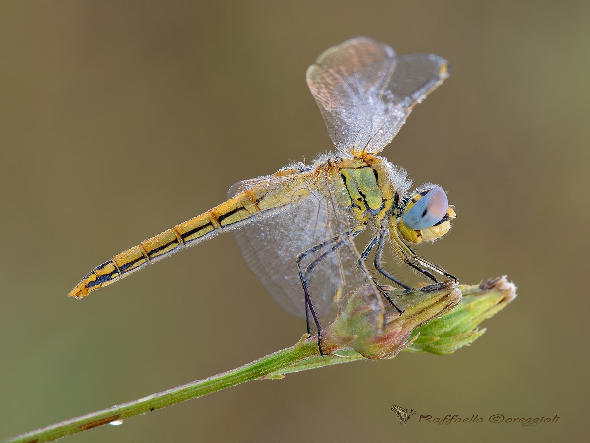 Sympetrum fonscolombii -femmina