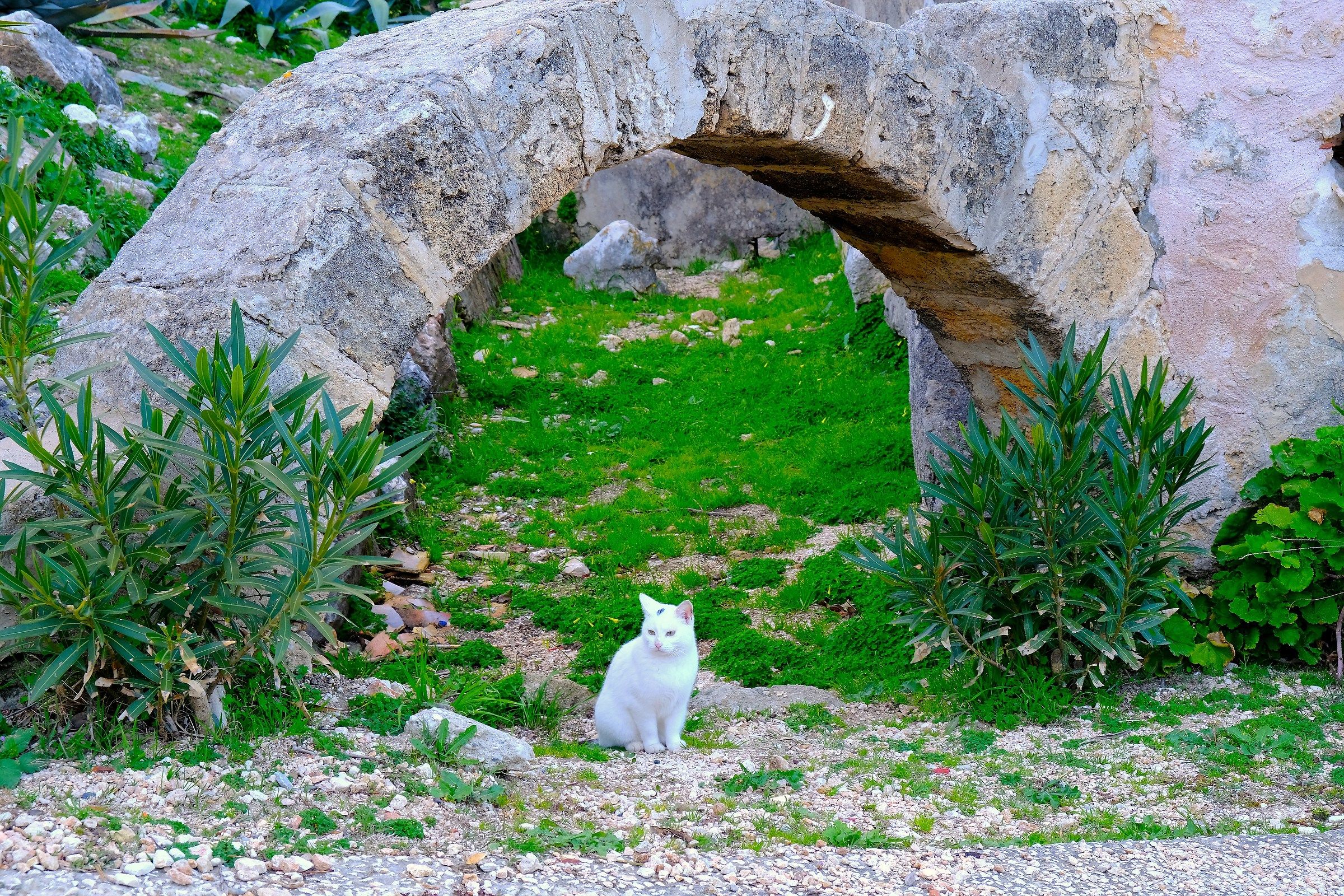 The "guardian" of the cat trap