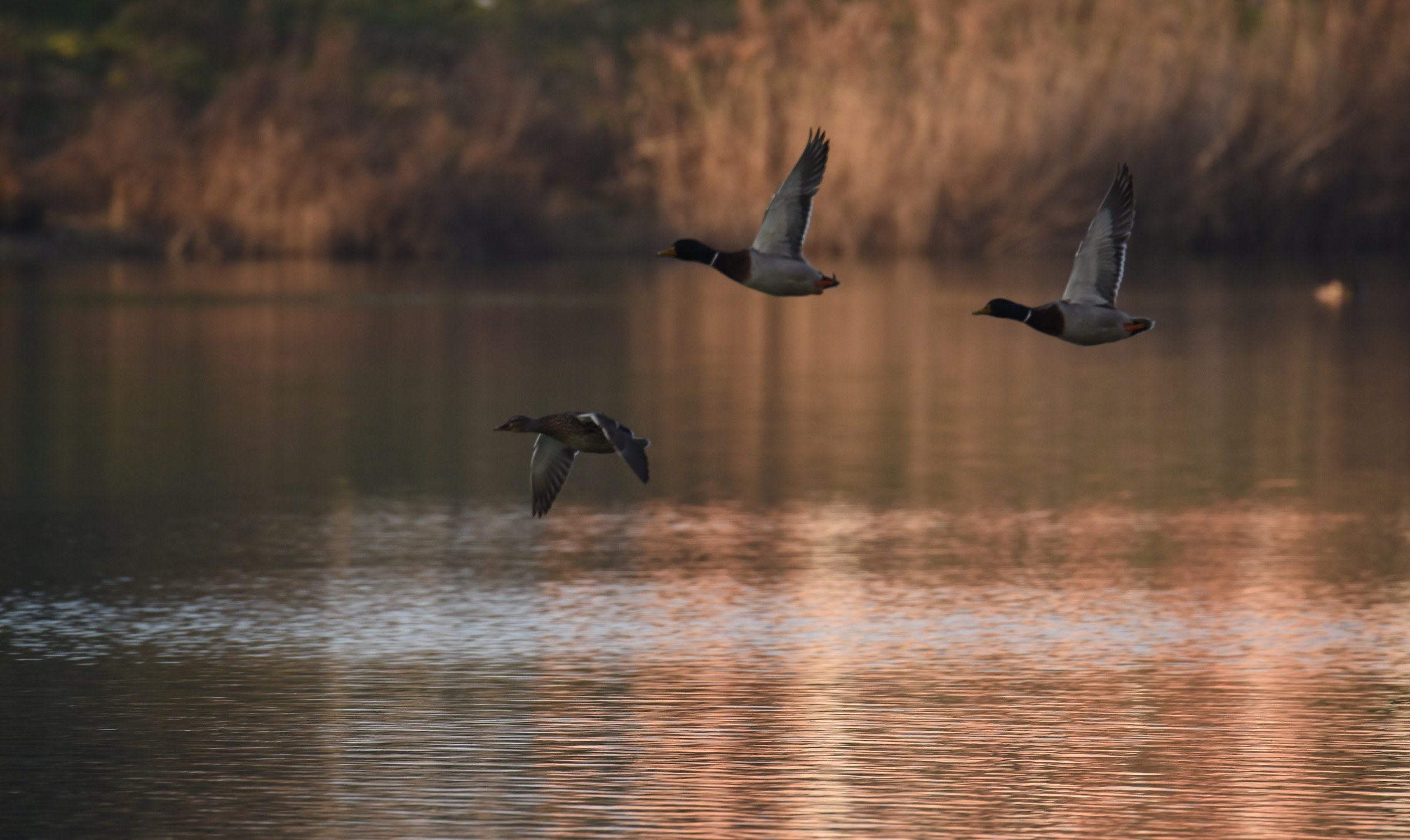 Voli e giochi di luce
