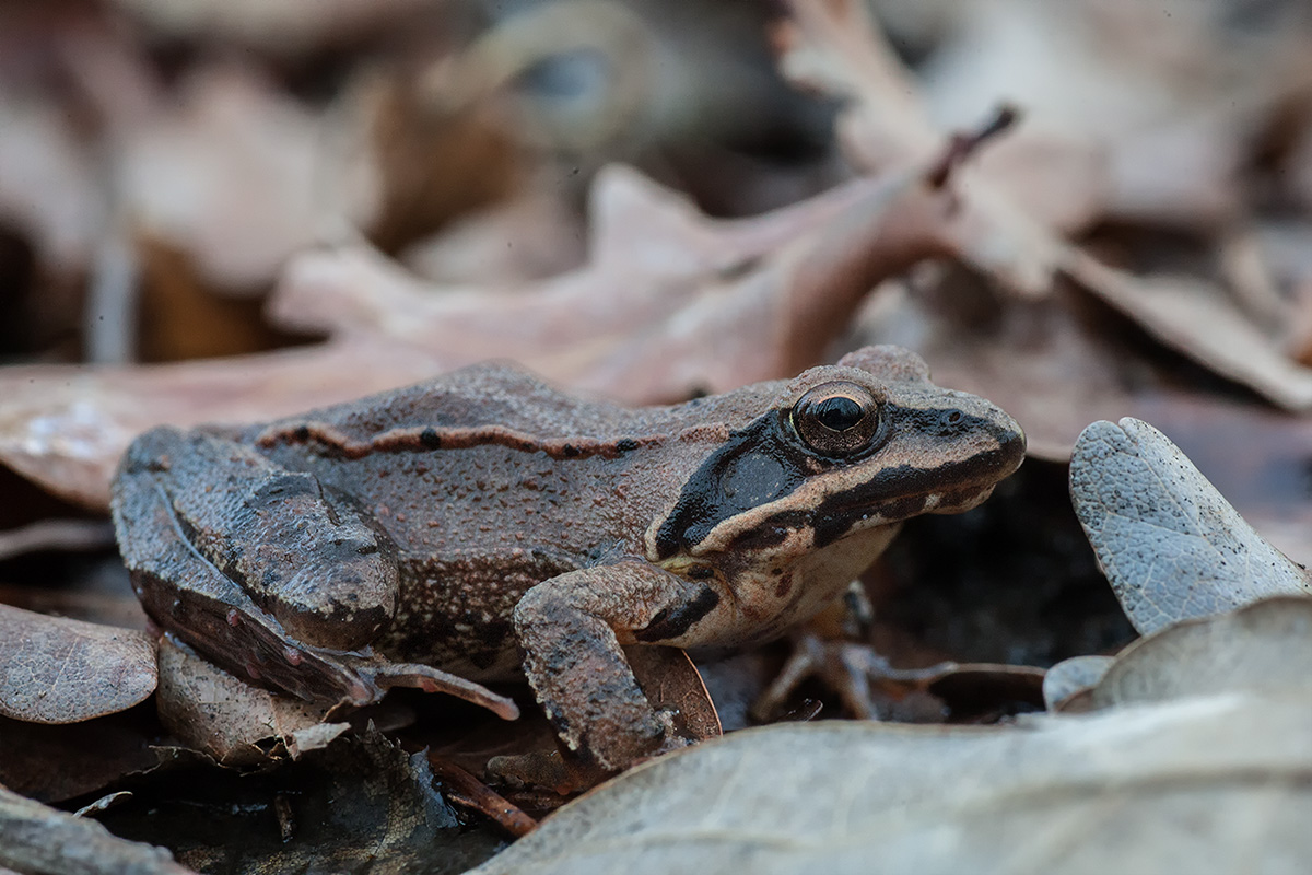 rana agile (o dalmatina)