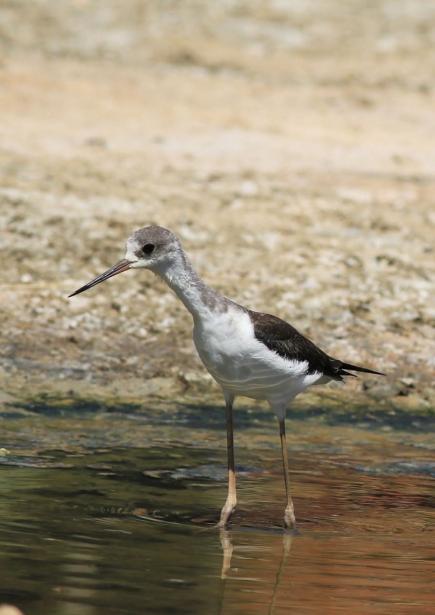 Reflections of the water .................