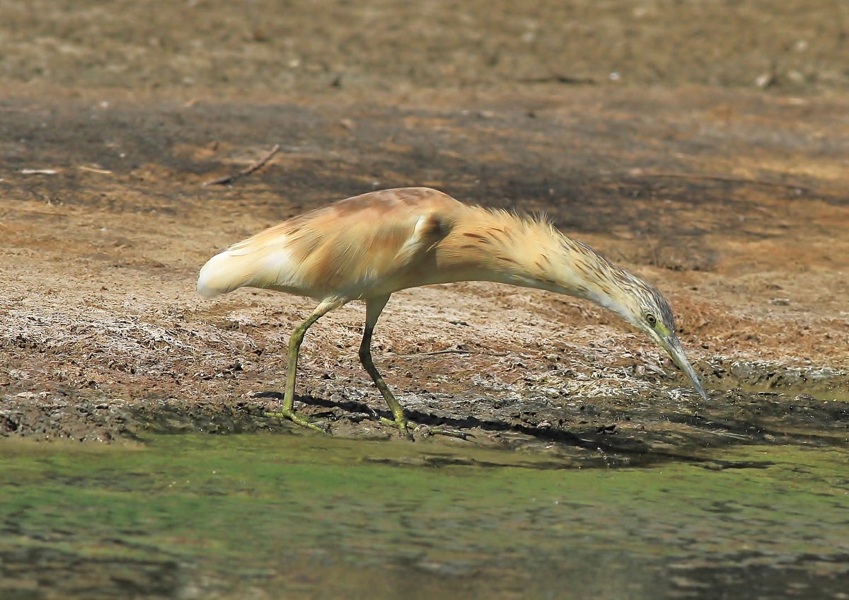 A torpedo hunting ..............