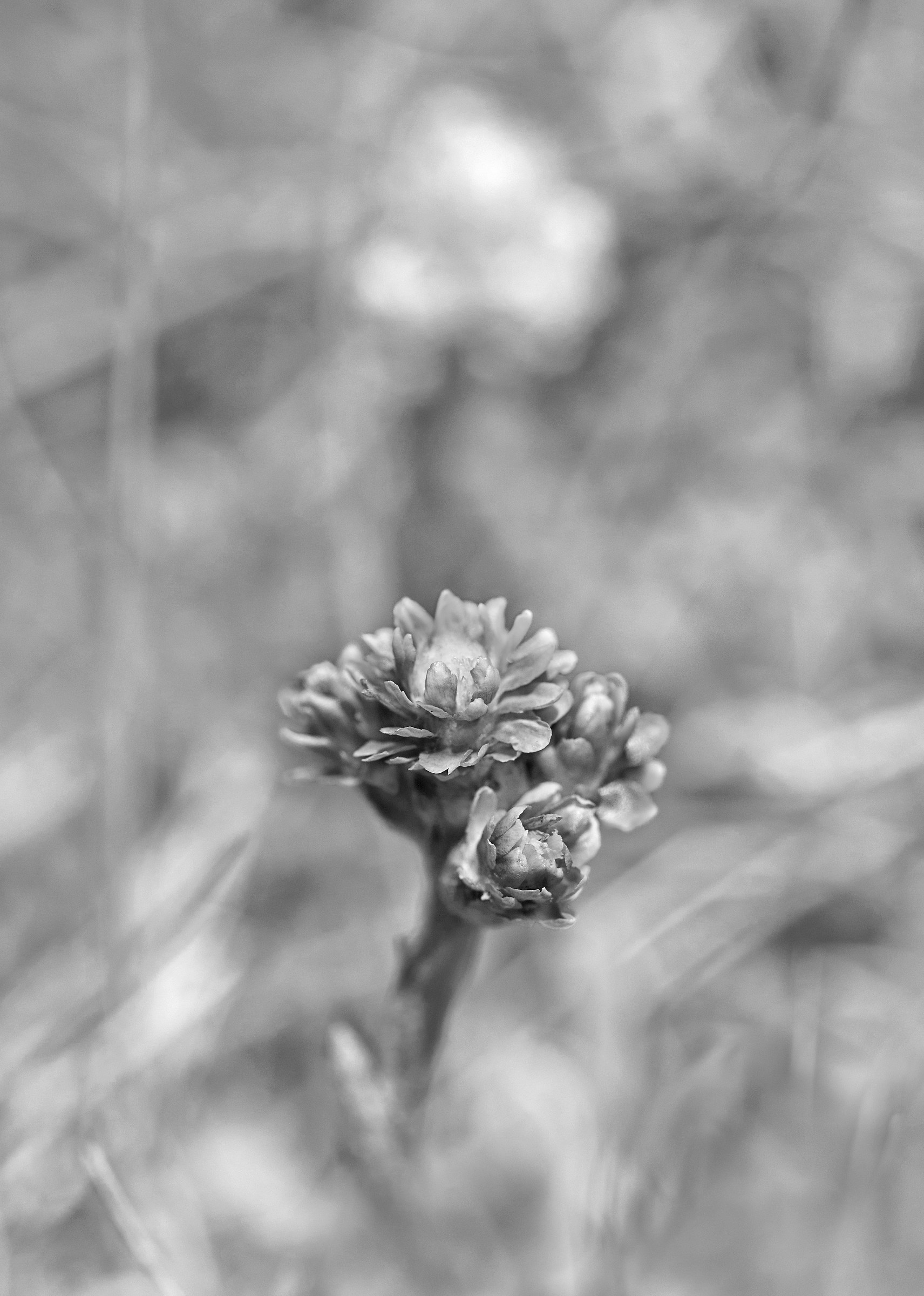 Antennaria dioica