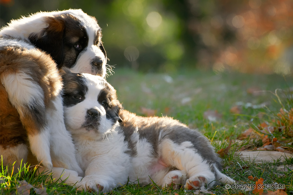 The boys of Paola and Fabrizio