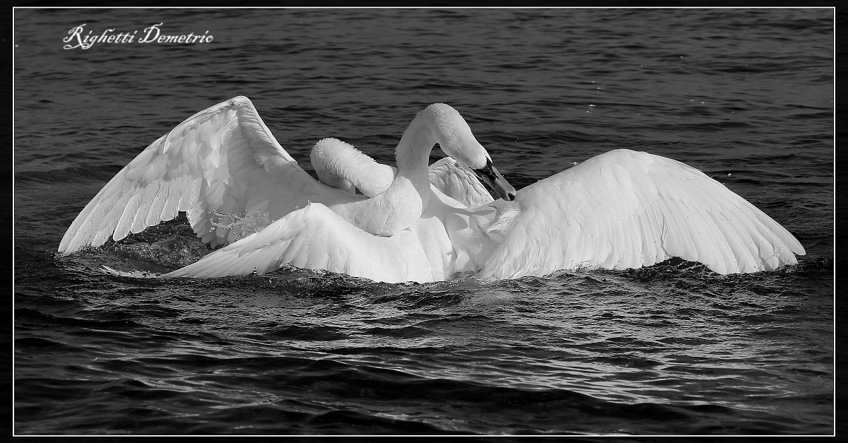 danza dei cigni 2