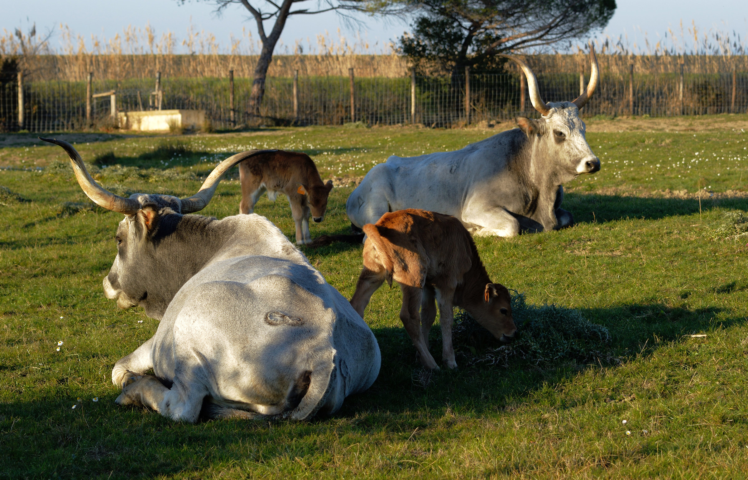 Maremma with calves