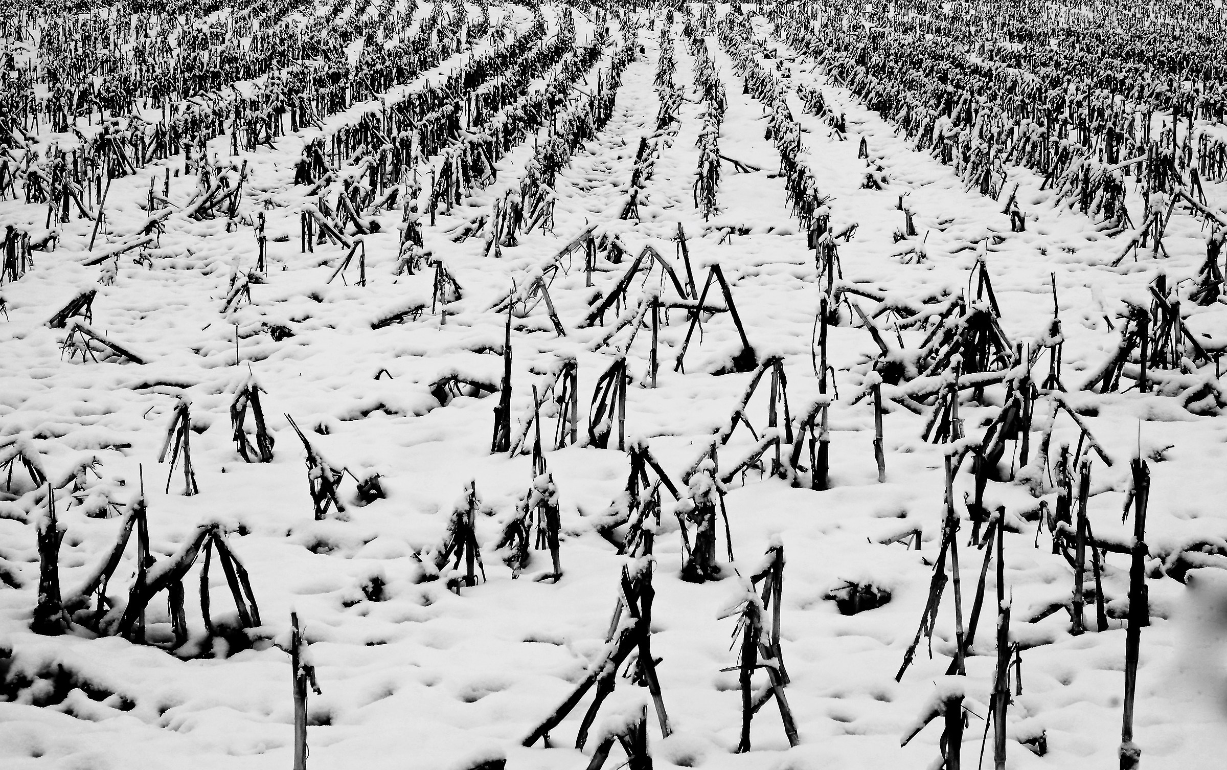 L'esercito sconfitto.