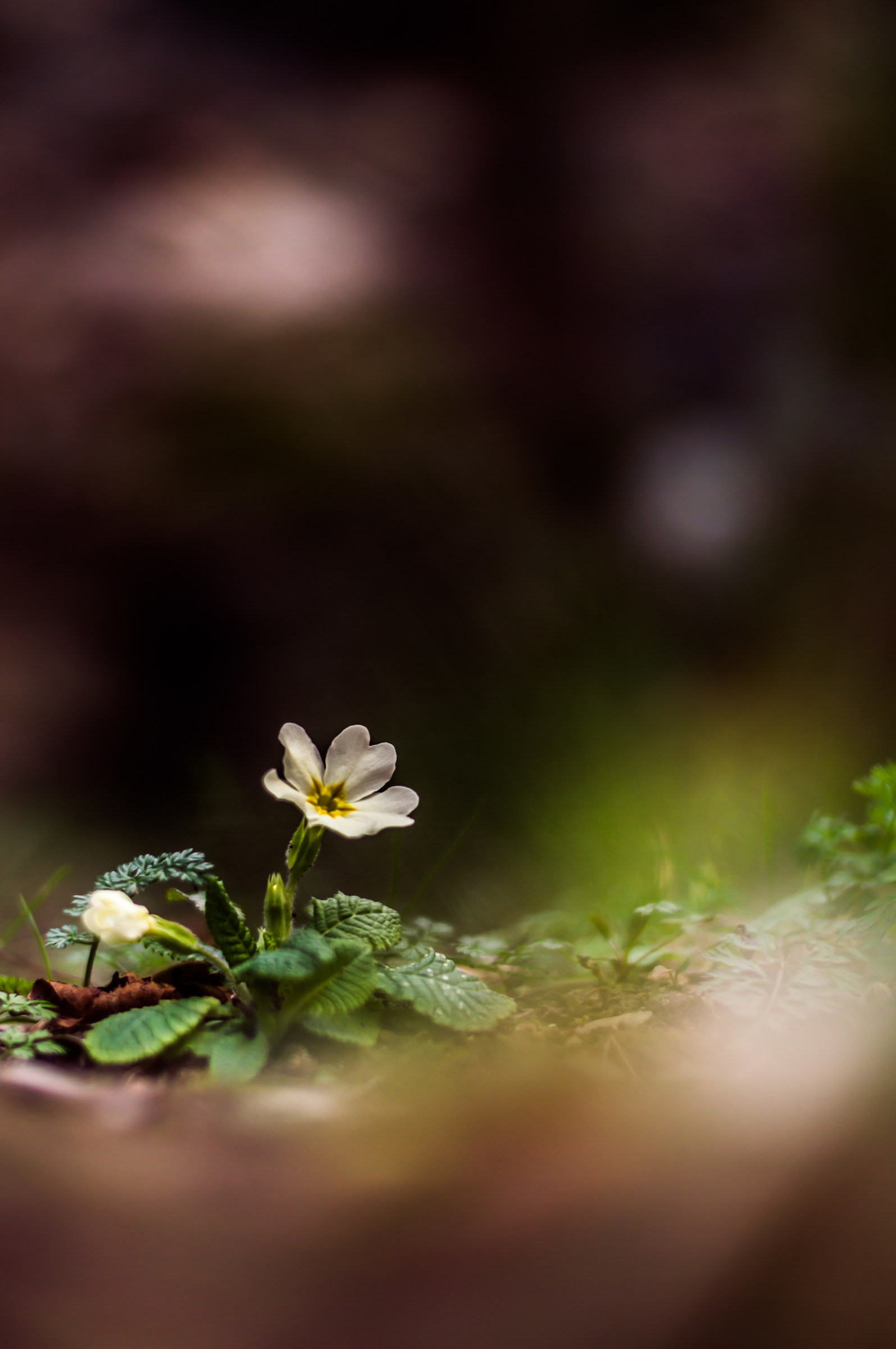 L'inizio della primavera