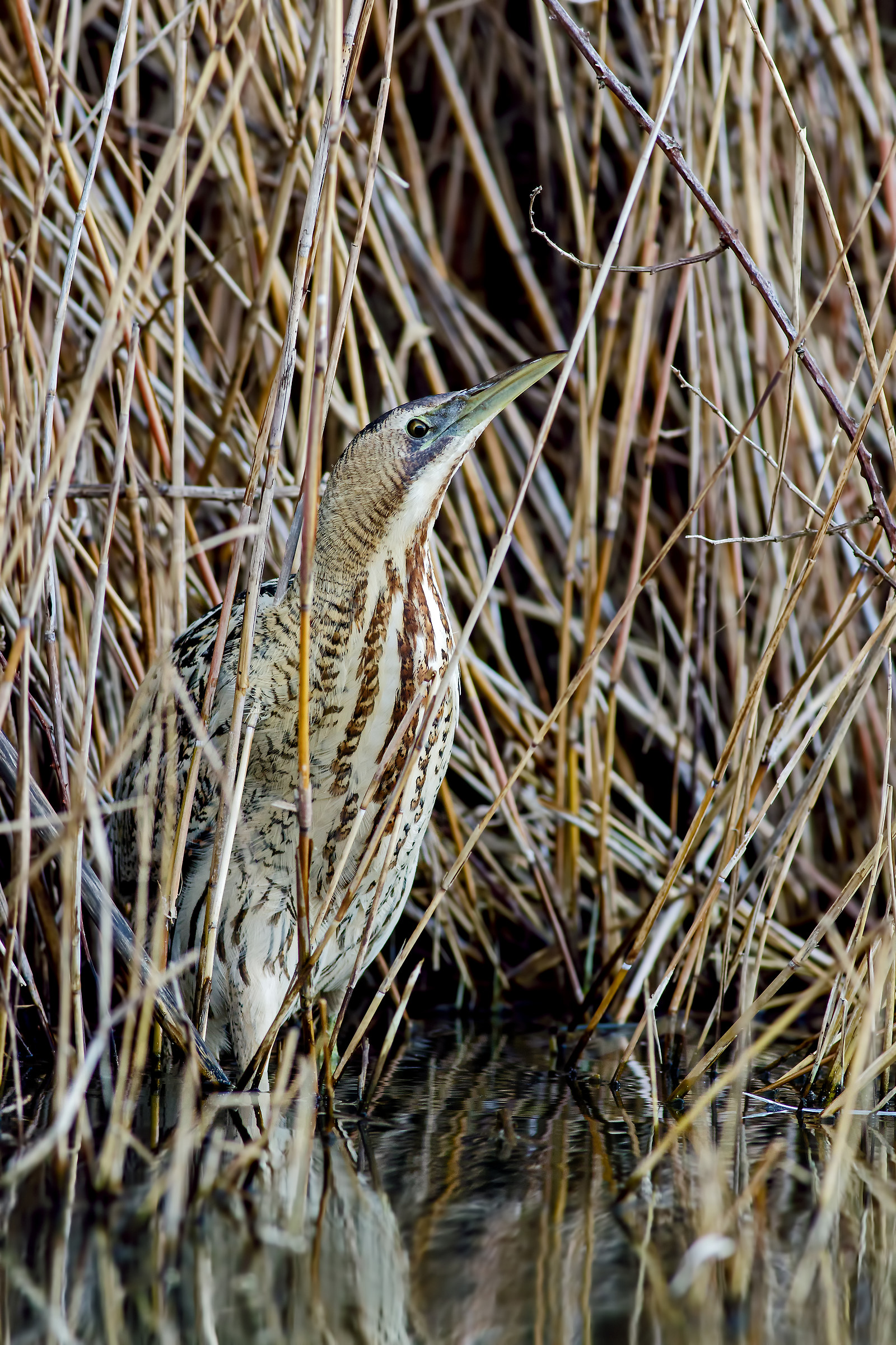 Bittern