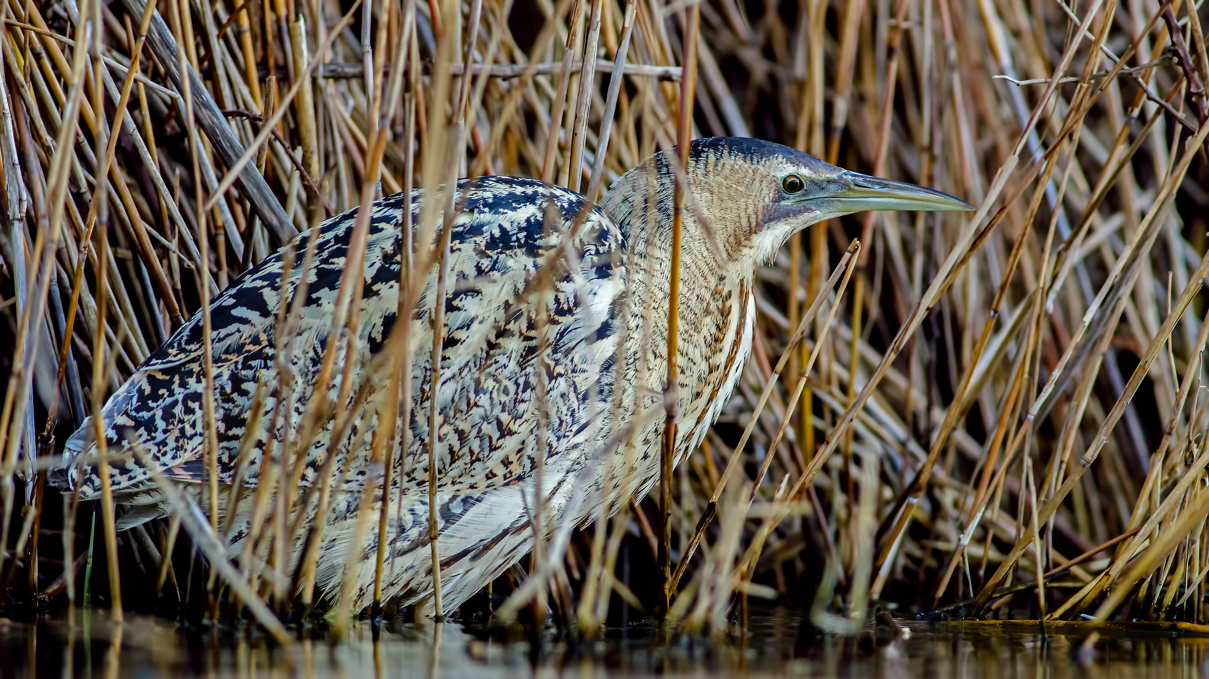 Bittern