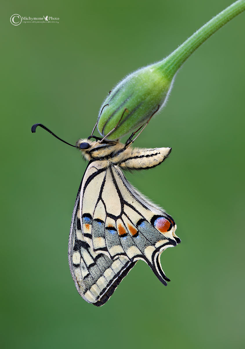 Papilio machaon. Linnaeus, 1758