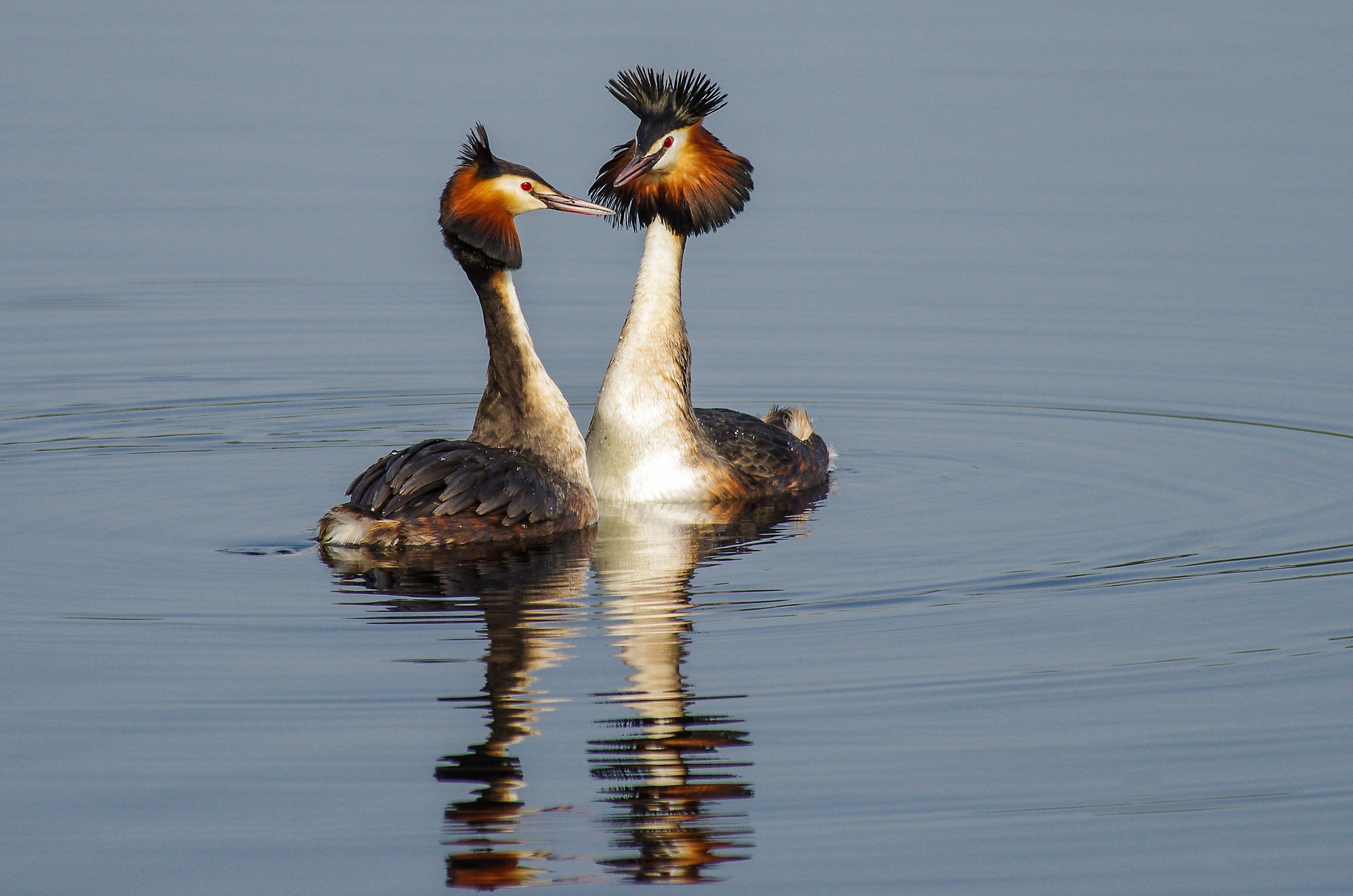 Great crested grebe