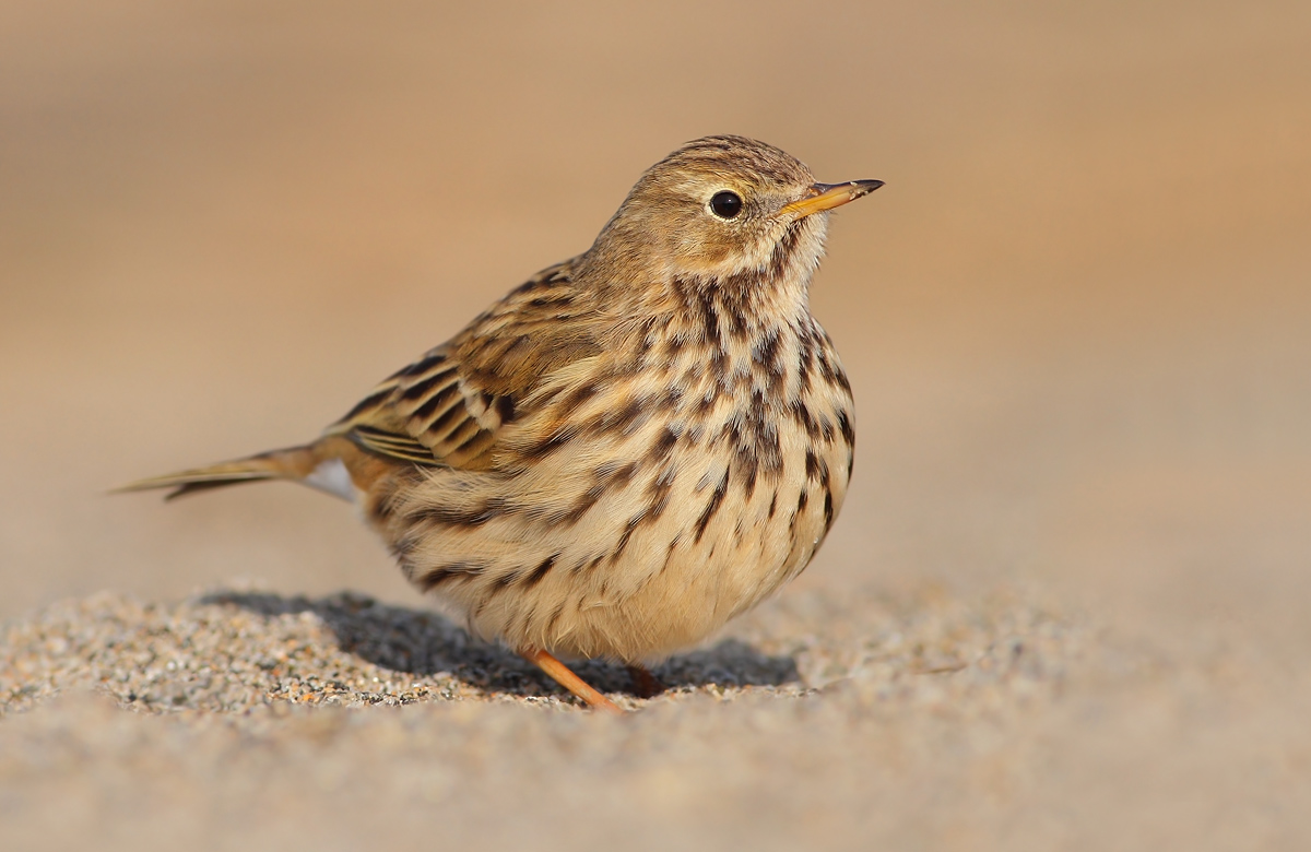 Pipit