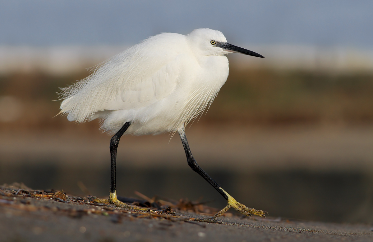 egret