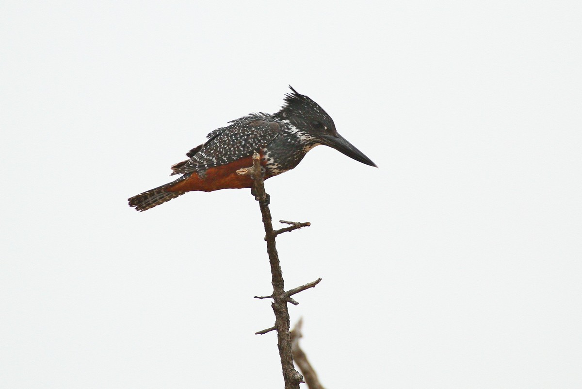Megacerile maximus - Kingfisher Giant