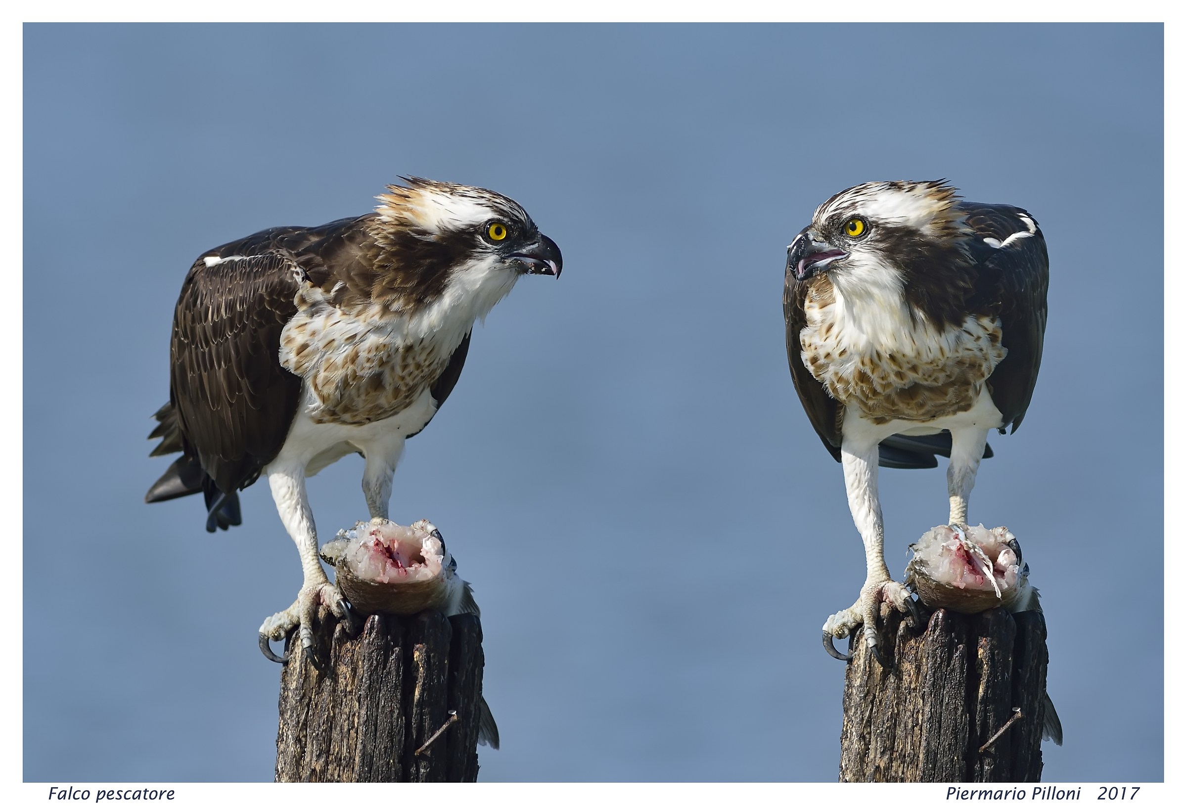 Guarda che ti rubo la preda....Anche io...