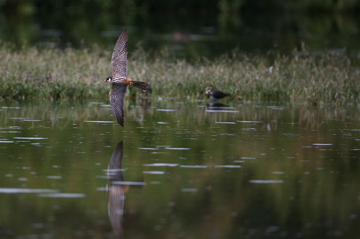 le Olimpiadi mi hanno contagiato