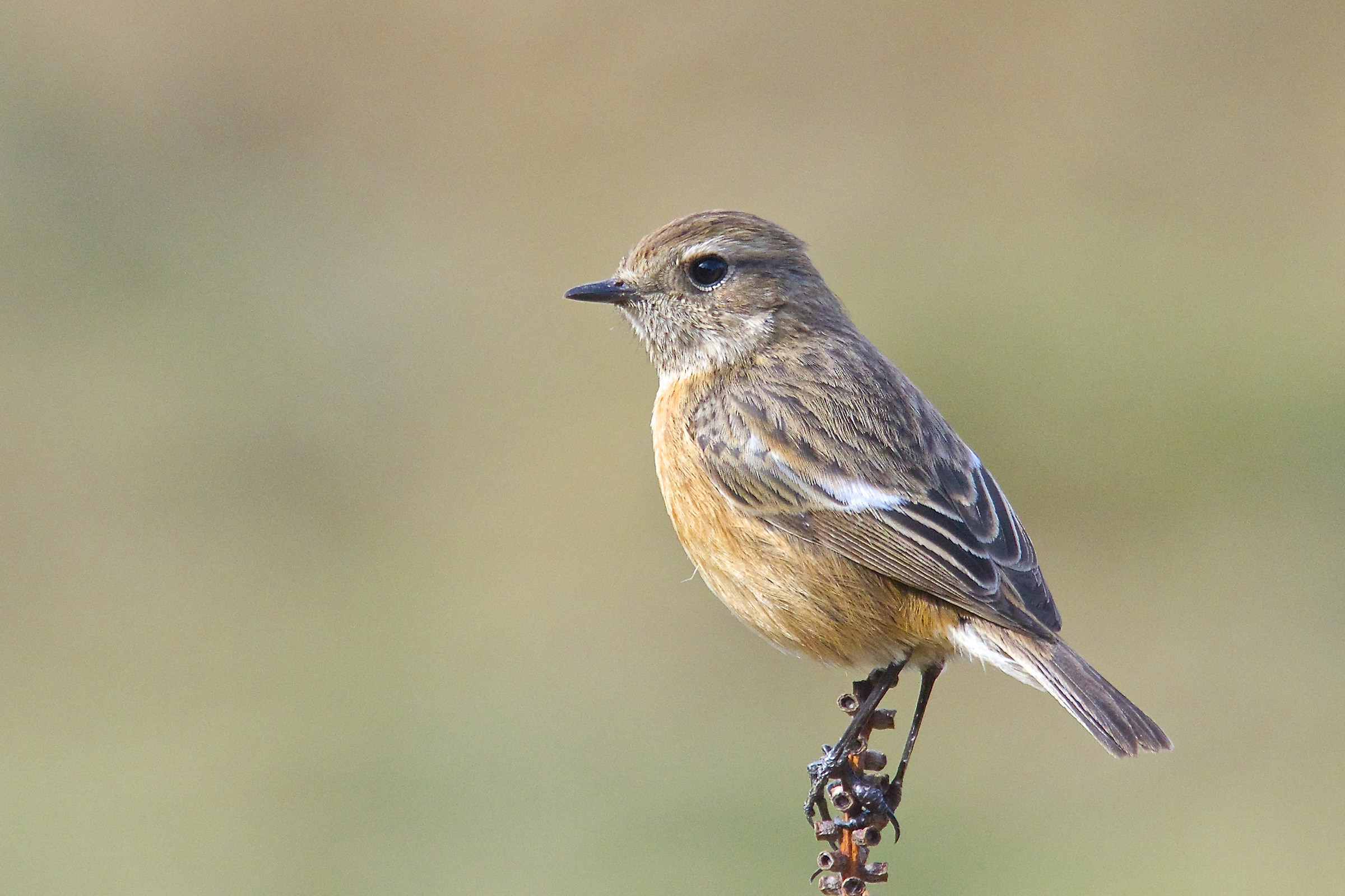 stonechat